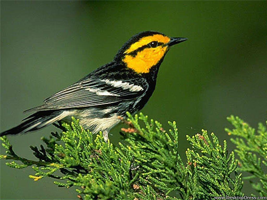 1024x768 Desktop Wallpaper Animals Background Tree Bird