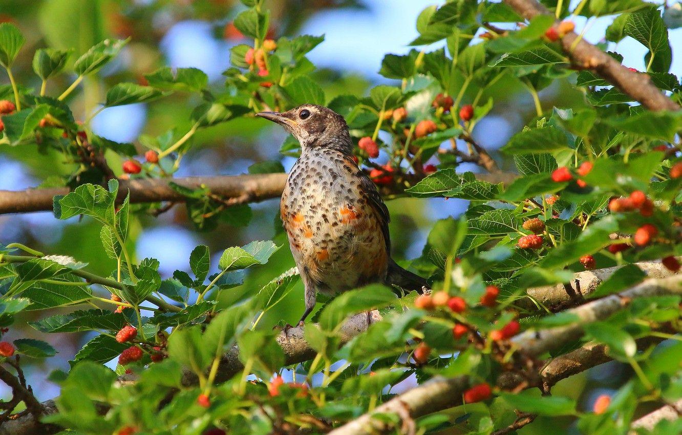1332x850 Wallpaper leaves, berries, tree, bird, mulberry, mulberry image for desktop, section природа