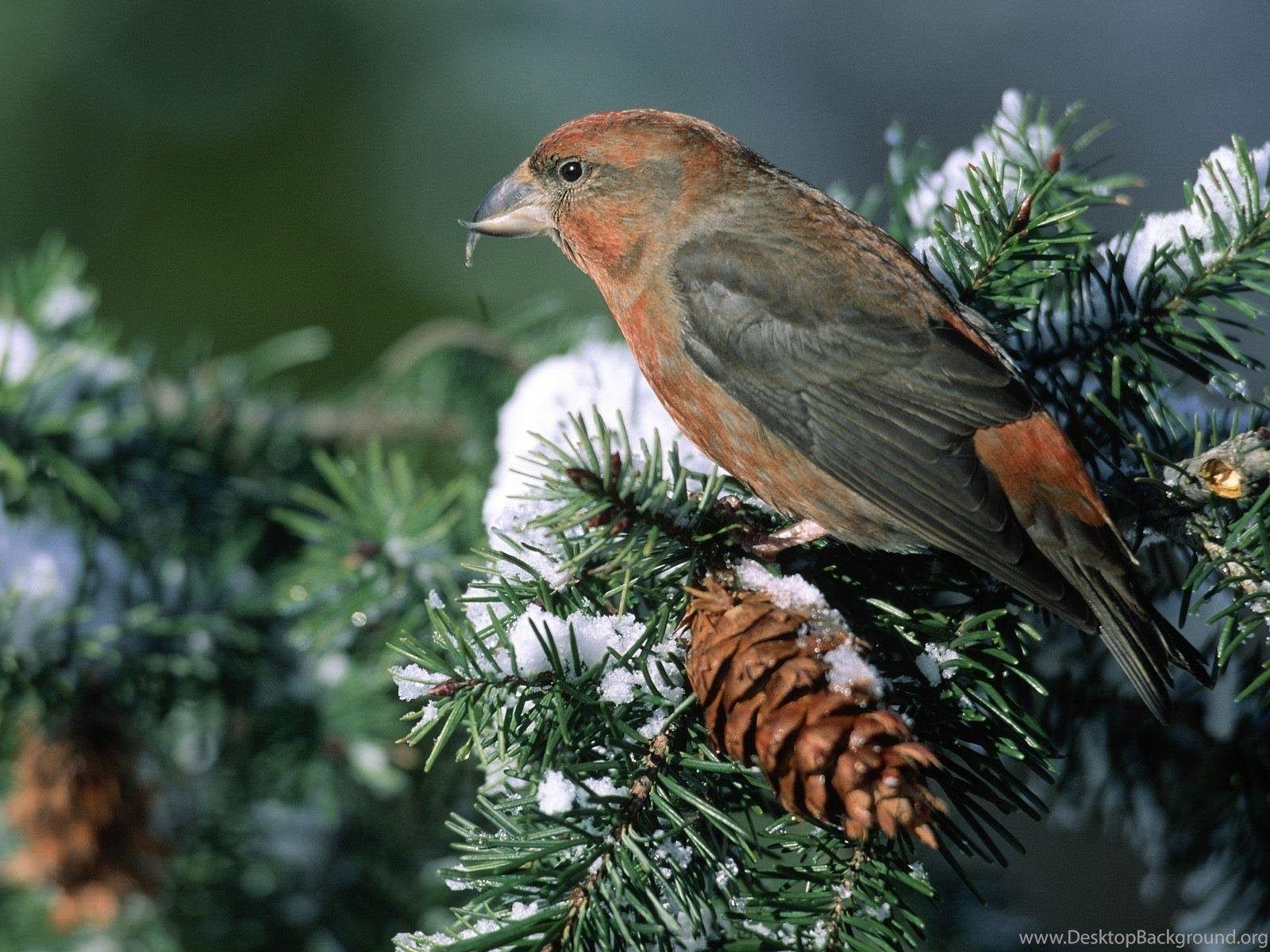 1600x1200 Download Beautiful Birds Pine Tree Snow Bird Wallpaper Desktop Background