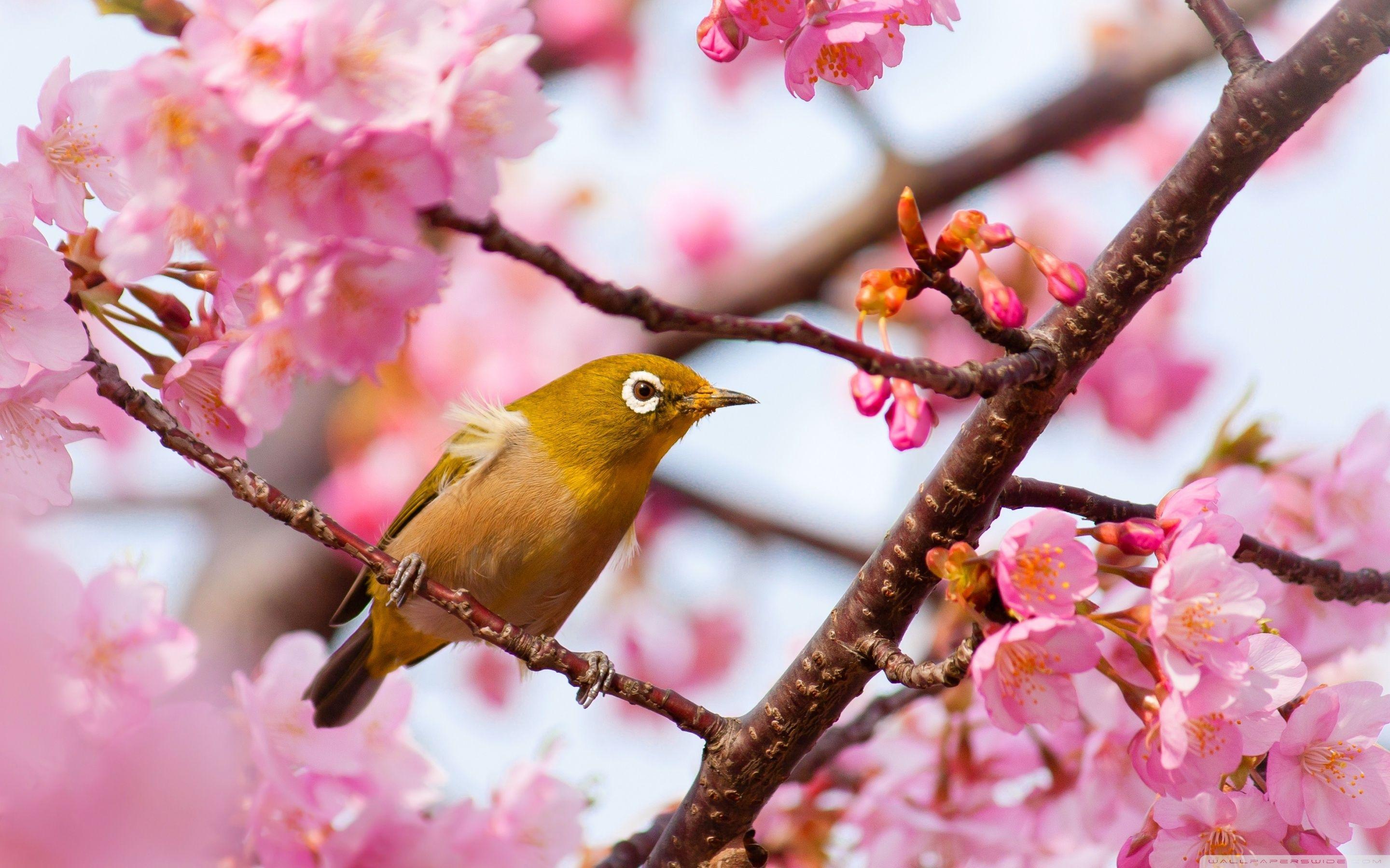 2880x1800 Yellow Bird on a Cherry Blossom Tree Branch Ultra HD Desktop Background Wallpaper for 4K UHD TV : Widescreen & UltraWide Desktop & Laptop : Tablet