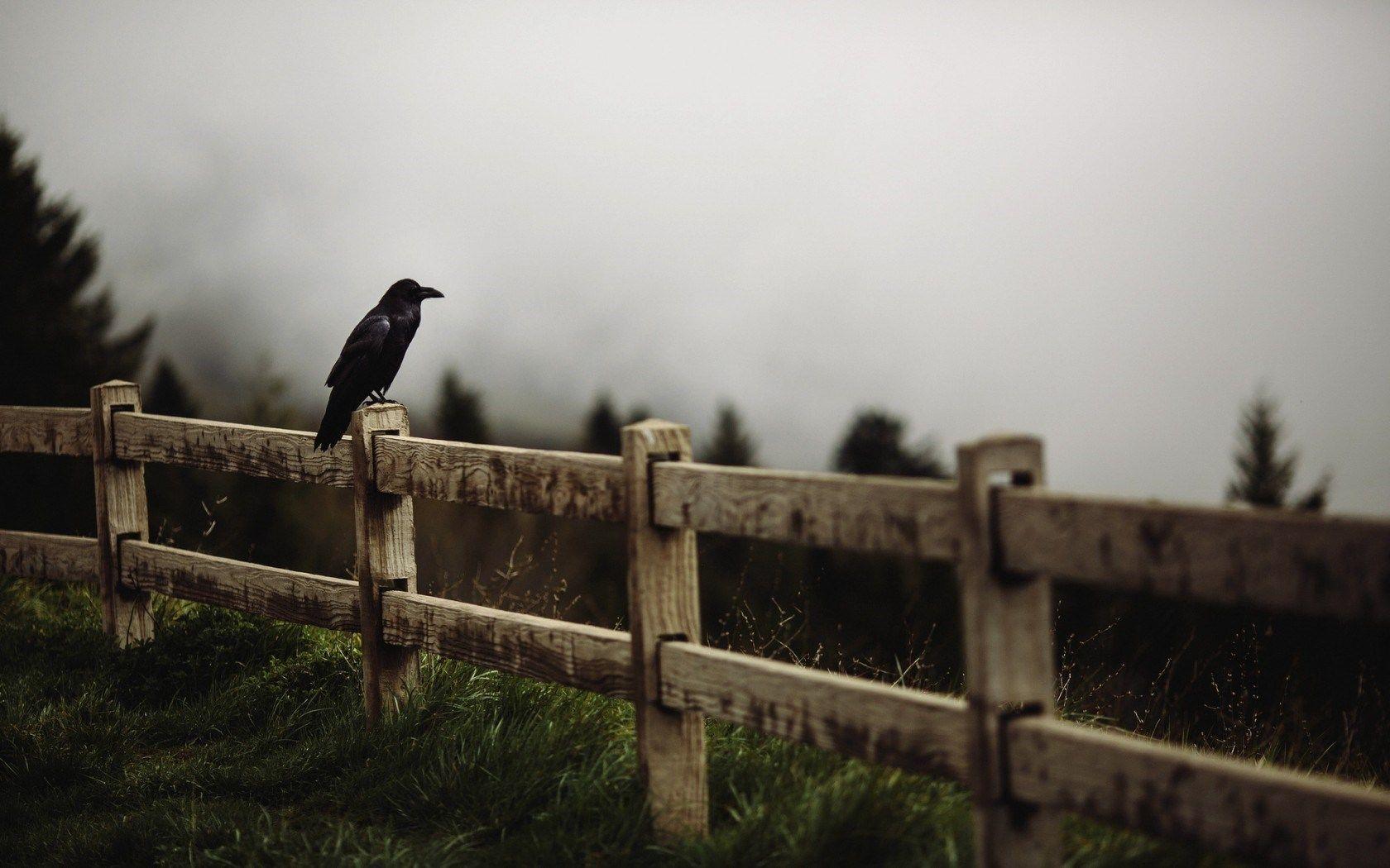 1680x1050 Fence Fog wallpaperx1050