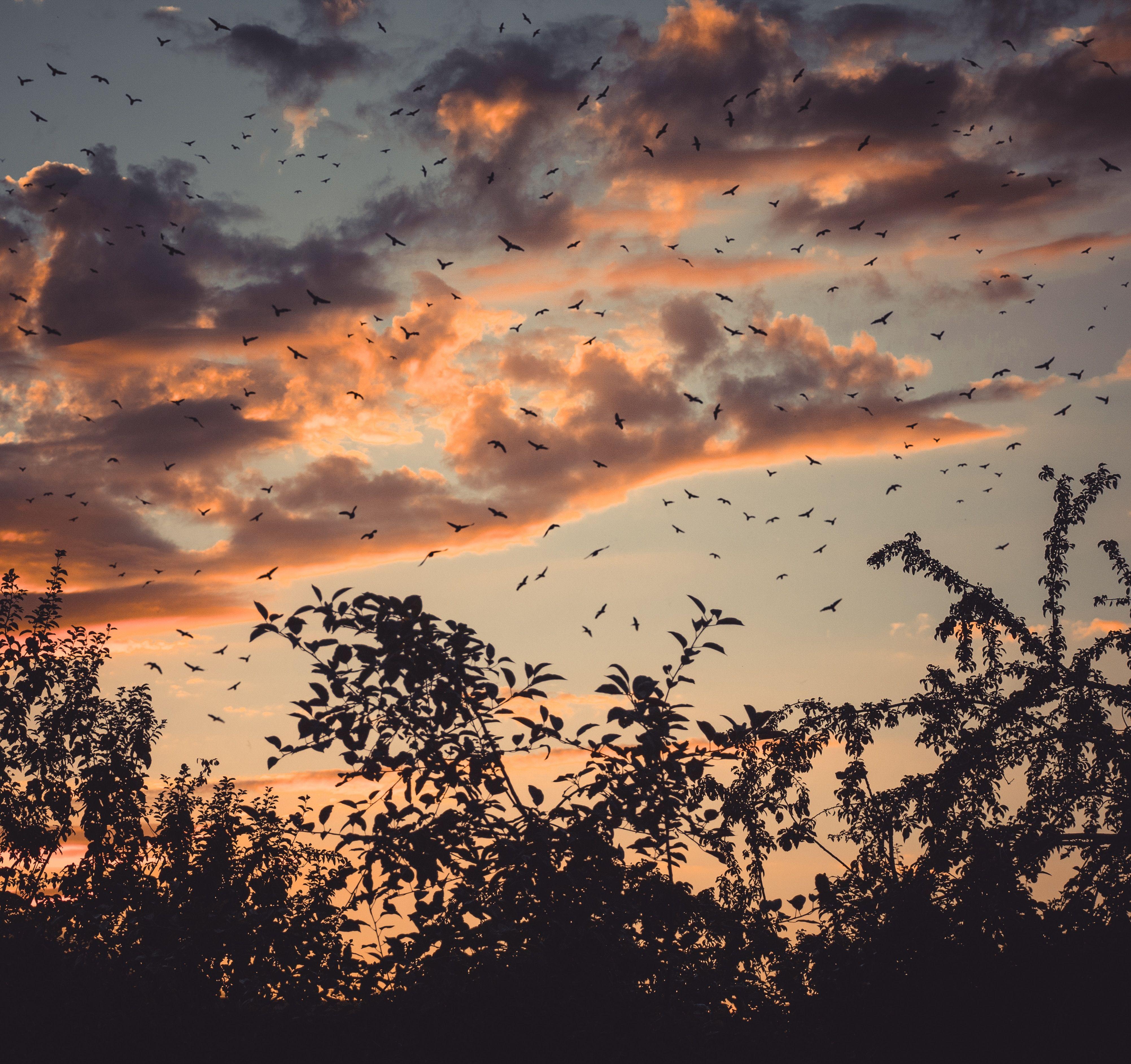 4006x3770 4006x3770 #group, #forest, #flock, #nature, #sunrise, #cloud, #silhouette, #summer, #tree, #sunset, #Free image, #bird, #orange, # wallpaper, #sky, #blue. Mocah.org HD Desktop Wallpaper