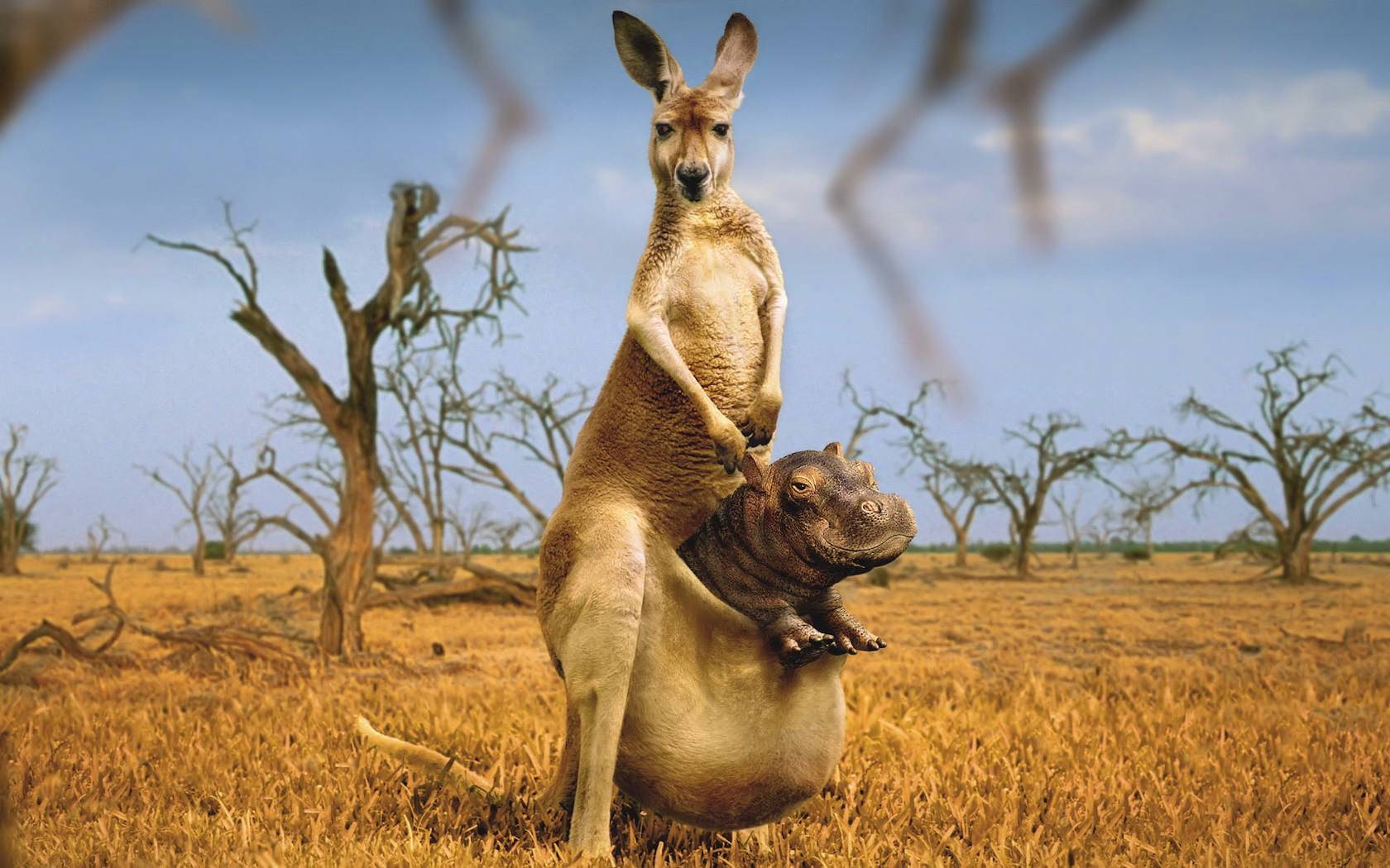 Funny Kangaroo Wallpapers - Top Free Funny Kangaroo Backgrounds -  WallpaperAccess