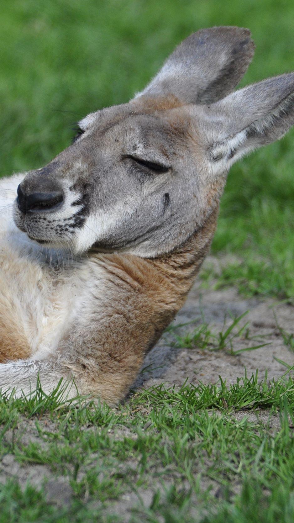 938x1668 Download Wallpaper 938x1668 Kangaroo, Funny, Lies Iphone 8 7 6s 6 For Parallax HD Background