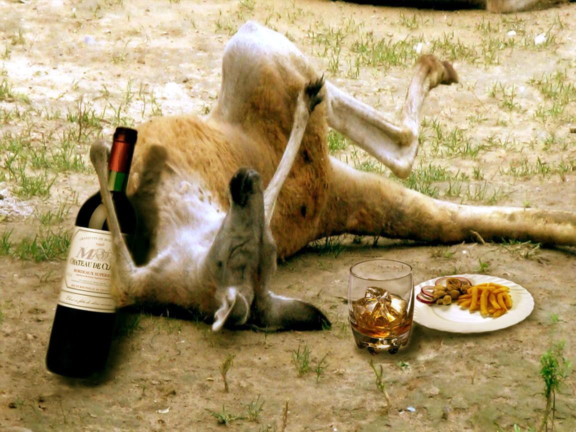 1152x864 Funny Kangaroo 2013 Photography