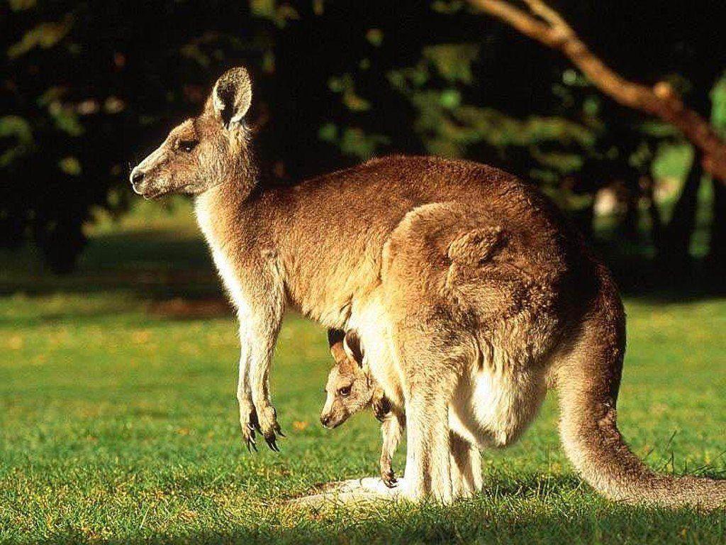 1024x768 Free Kangaroo Wallpaper download