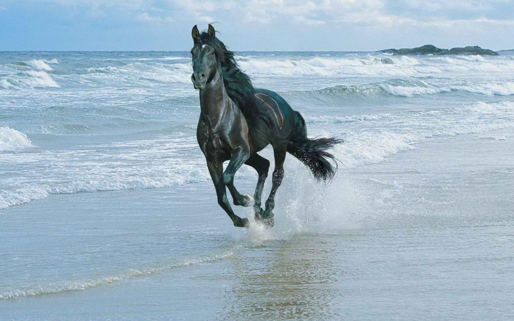 1680x1050 Horse riding on the beach Desktop wallpaper 1680x1050