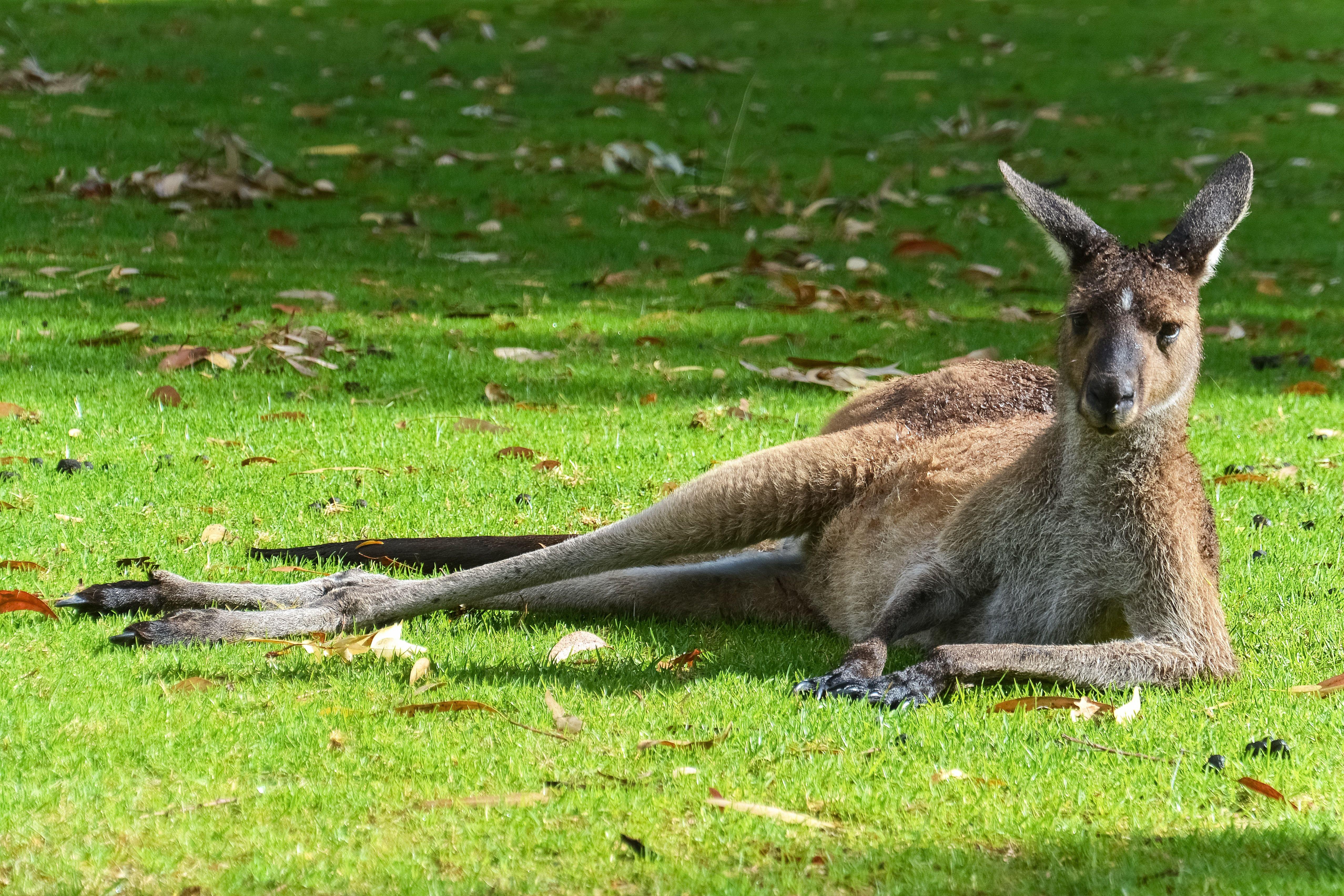 5111x3407 brown kangaroo lying on green grass field during daytime photo