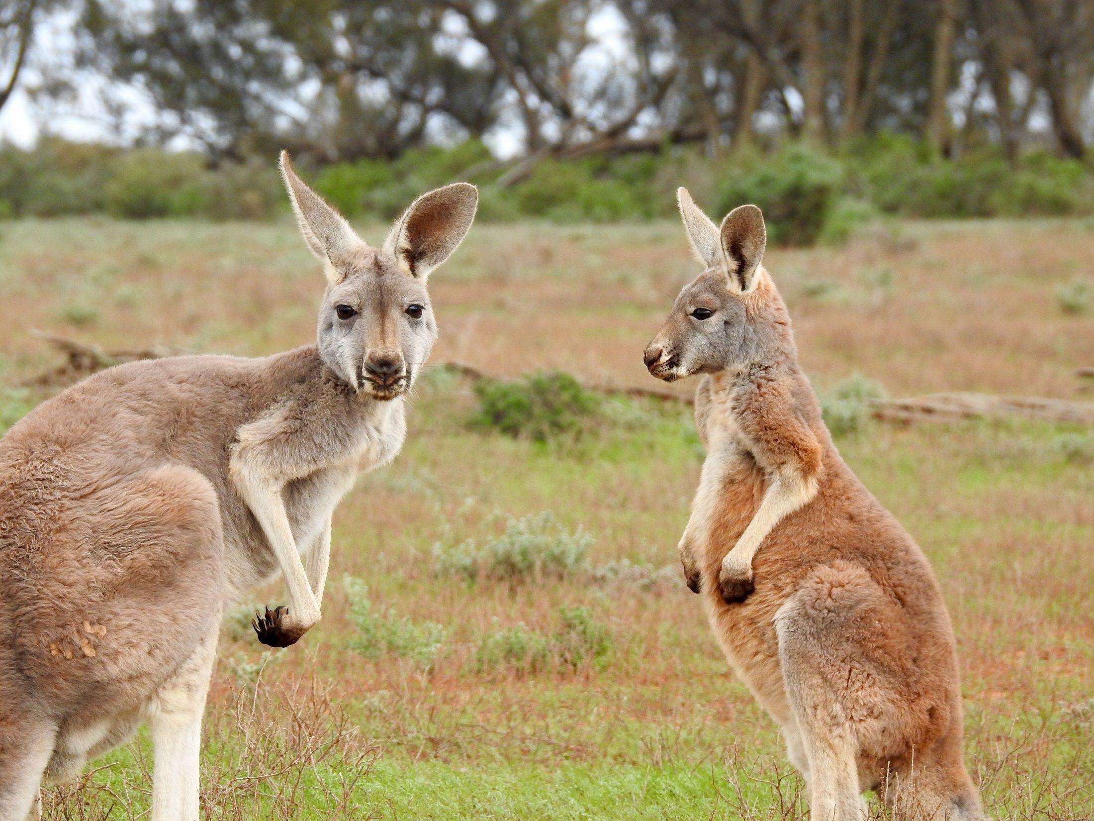 2200x1650 Kangaroo Wallpaper. Kangaroo Wallpaper, Kangaroo Rat Wallpaper and Kangaroo Australia Wallpaper