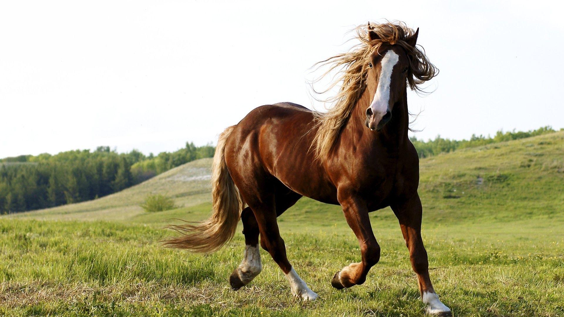 1920x1080 Brown horse HD wallpaperx1080