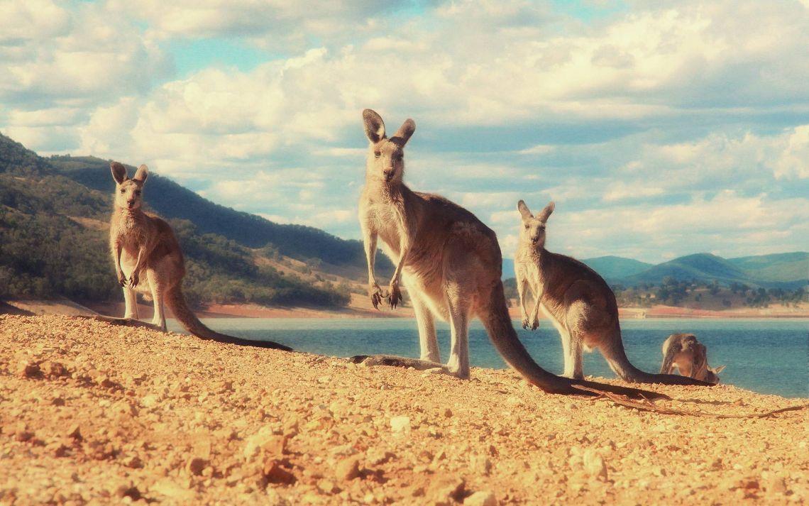 1140x713 Free photo of Kangaroo Wallpaper