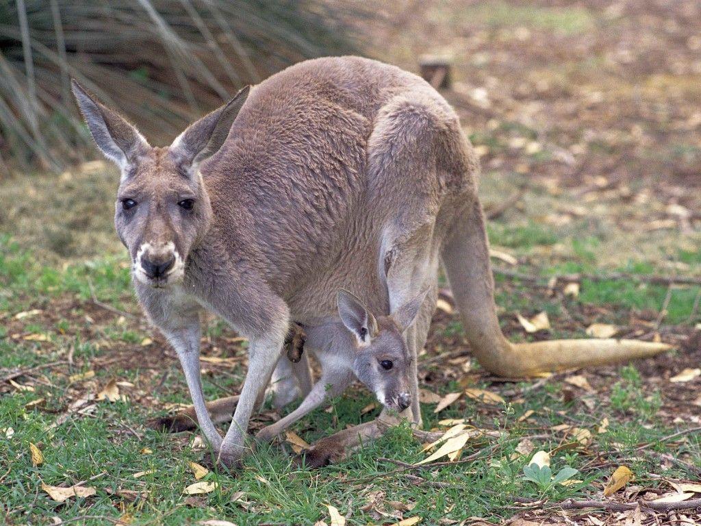 1024x768 Fun Animals Wiki, Videos, Picture, Stories: Kangaroo Wallpaper