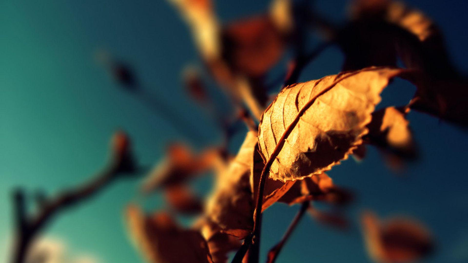 1920x1080 Free download close image nature photography background right click on wallpaper [1920x1080] for your Desktop, Mobile & Tablet. Explore Photography Wallpaper Desktop. Nature Photography Desktop Wallpaper, HD Photography Wallpaper