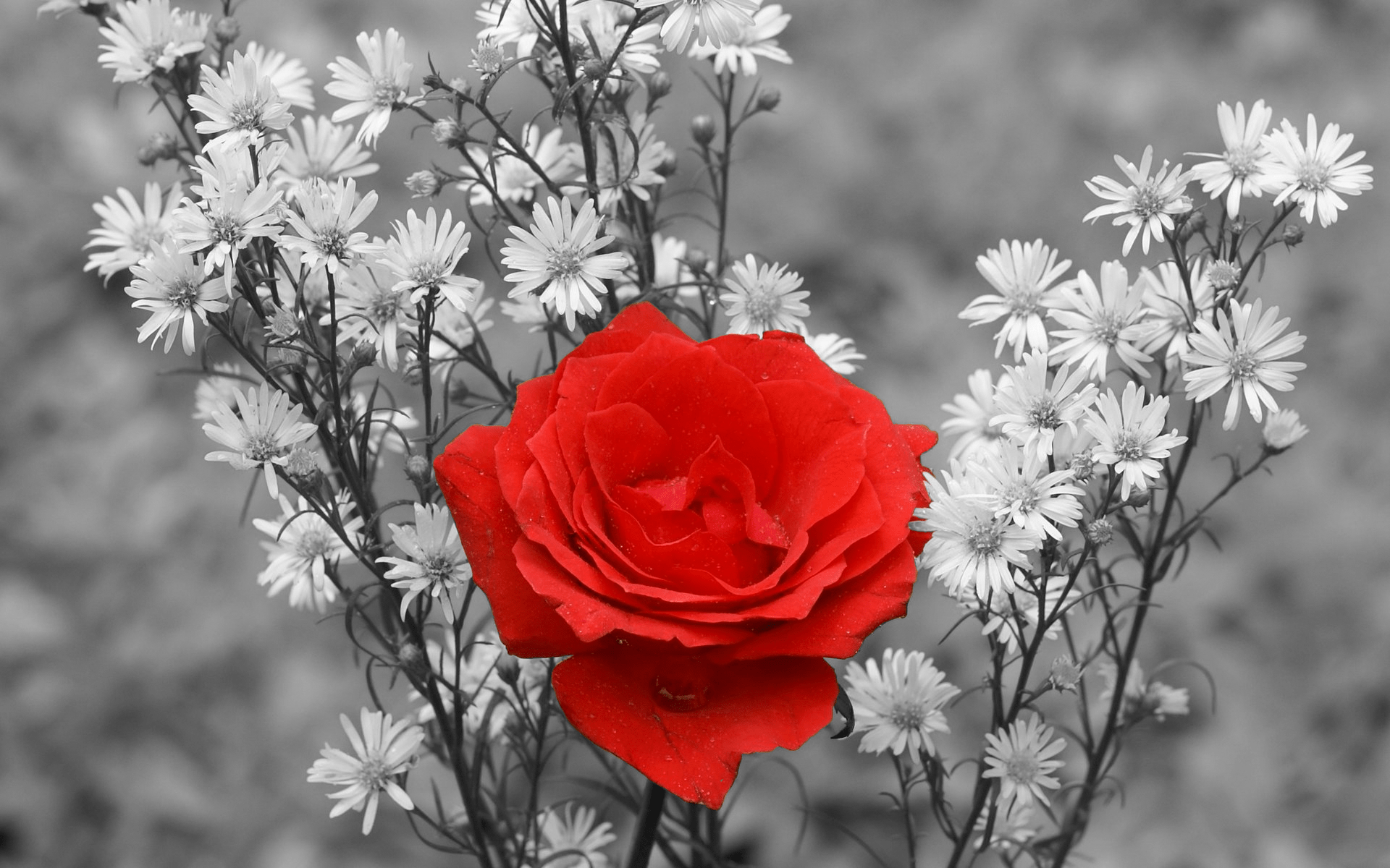 1920x1200 scenic wallpaper, red wallpaper, rose wallpaper, white wallpaper, photographic wallpaper,. Rose flower wallpaper, Wallpaper nature flowers, Flower wallpaper