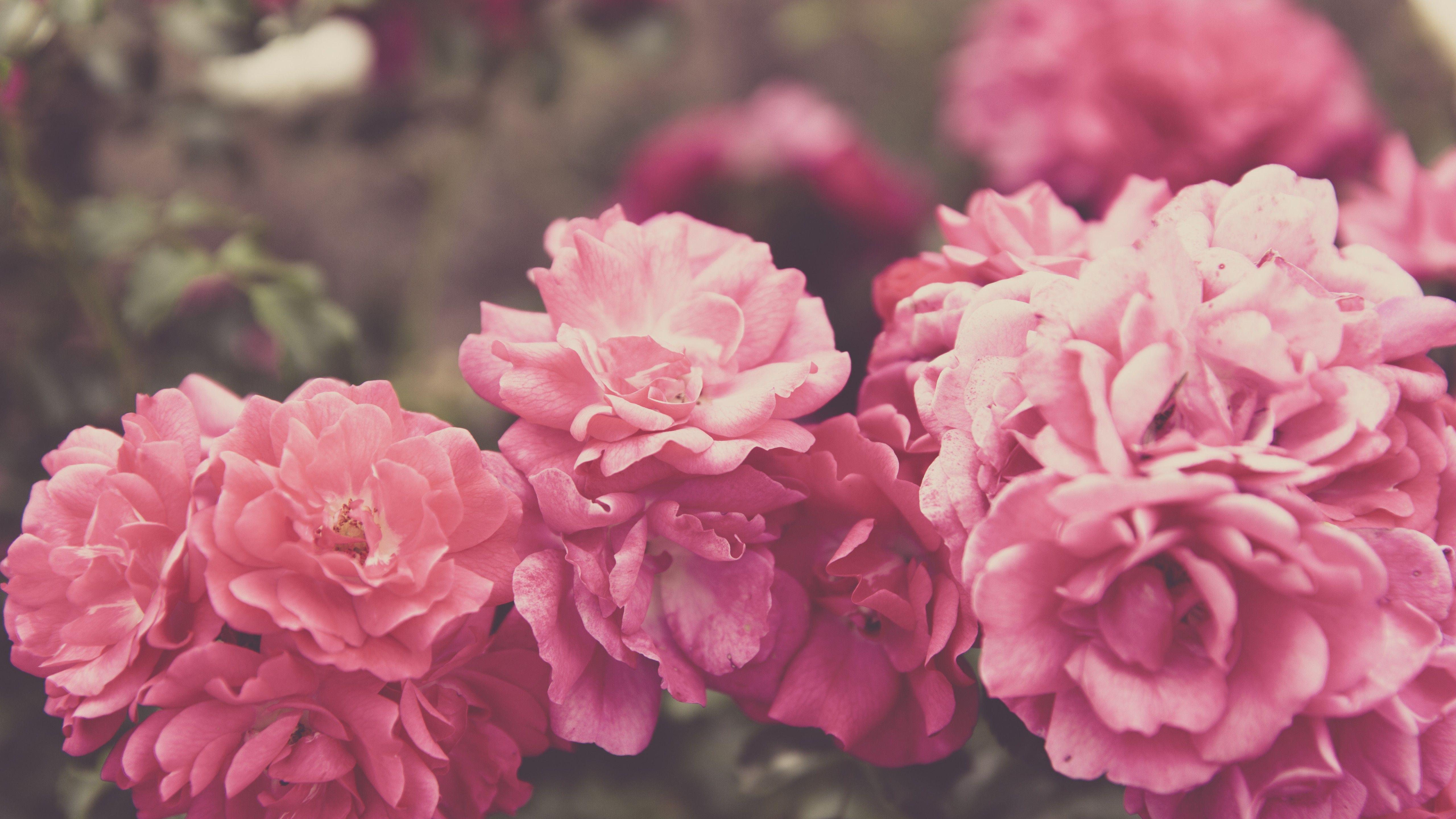 Pink 8K Wallpapers - Top Free Pink 8K Backgrounds - WallpaperAccess