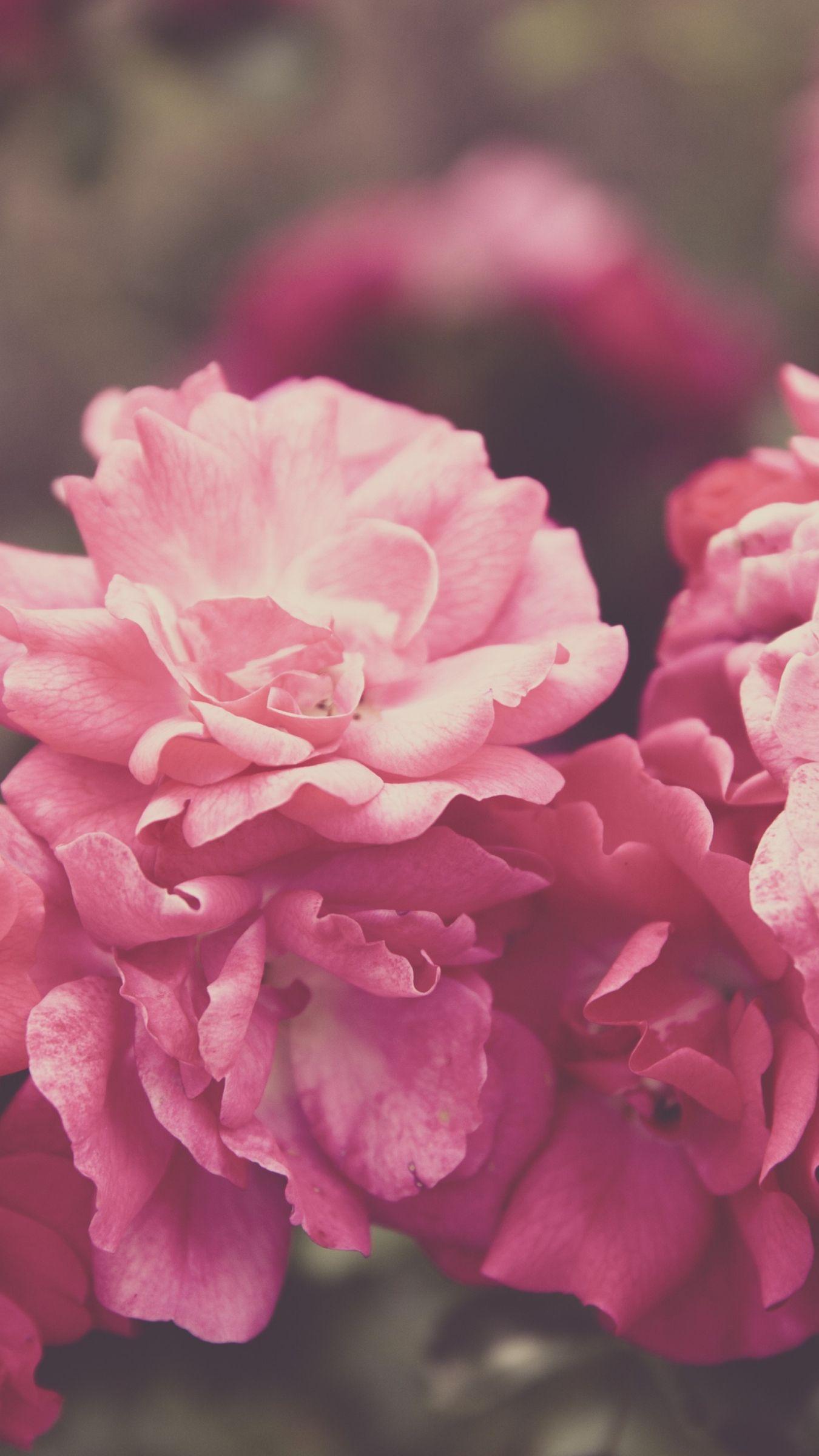 Pink 8K Wallpapers - Top Free Pink 8K Backgrounds - WallpaperAccess