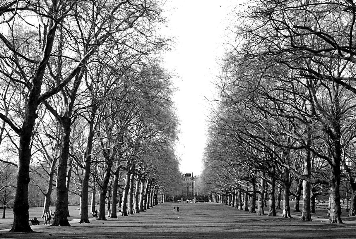 1216x817 London Green Park (Black and White)