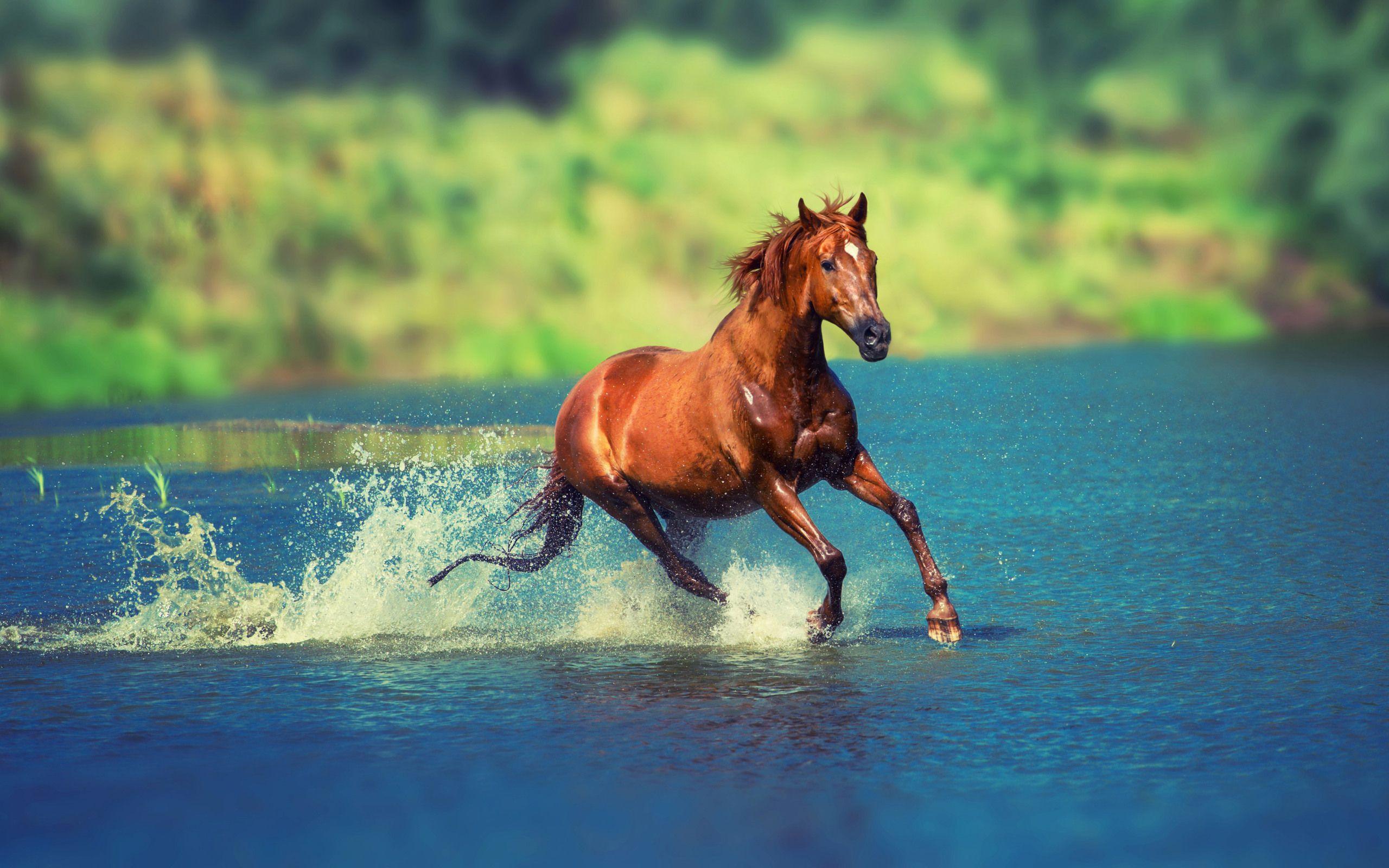 Water Horse Wallpapers - Top Free Water Horse Backgrounds - WallpaperAccess