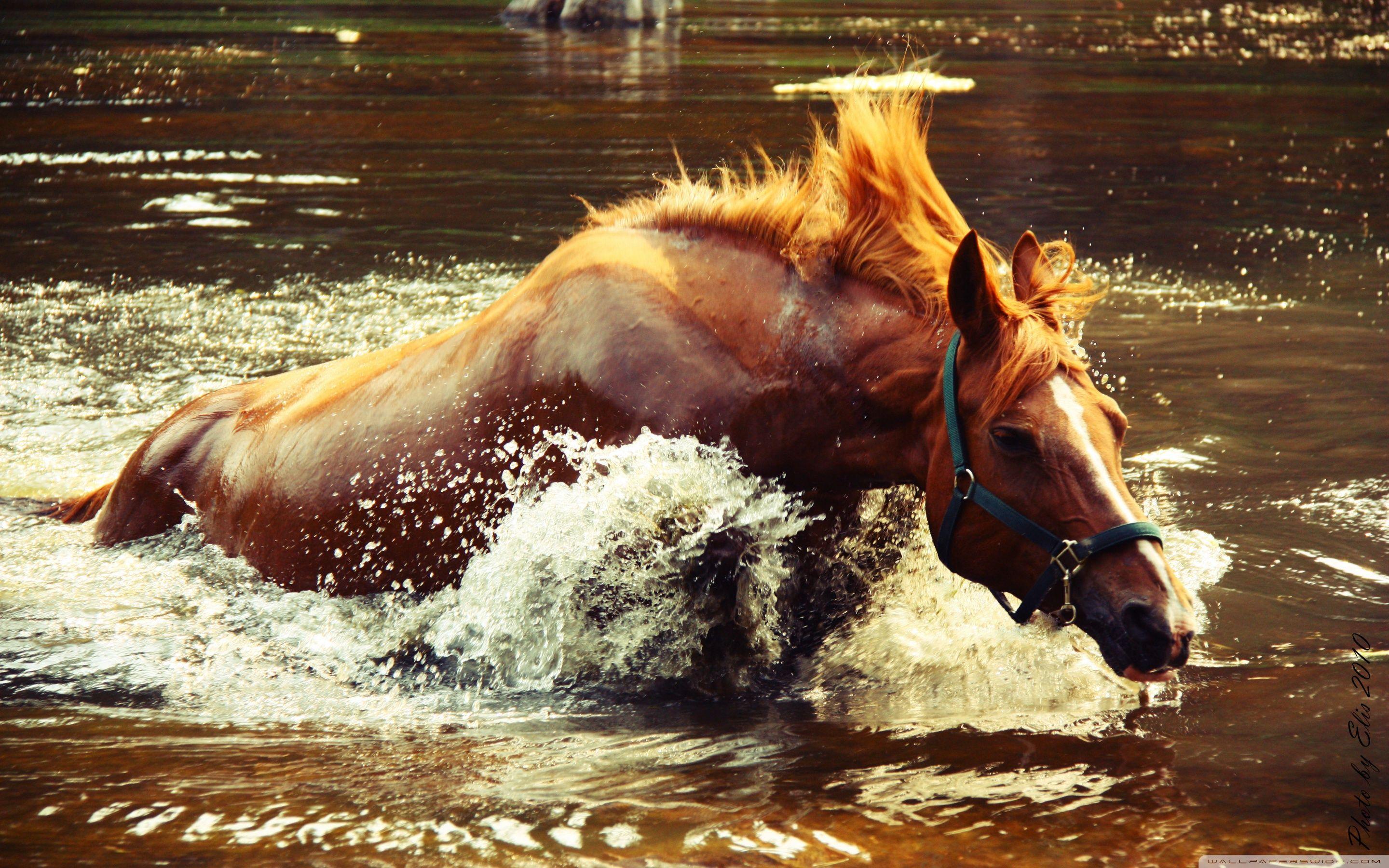 2880x1800 Horse In Water Ultra HD Desktop Background Wallpaper for 4K UHD TV : Tablet