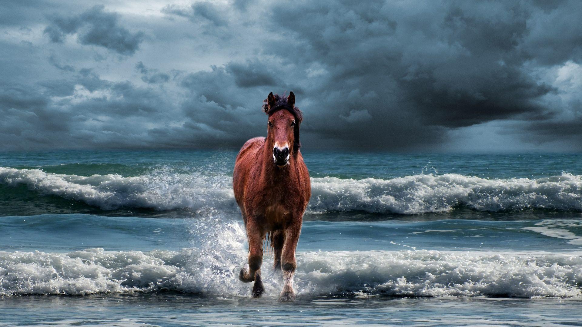 1920x1080 Horse Running In Water Waves Free Photo Wallpaper