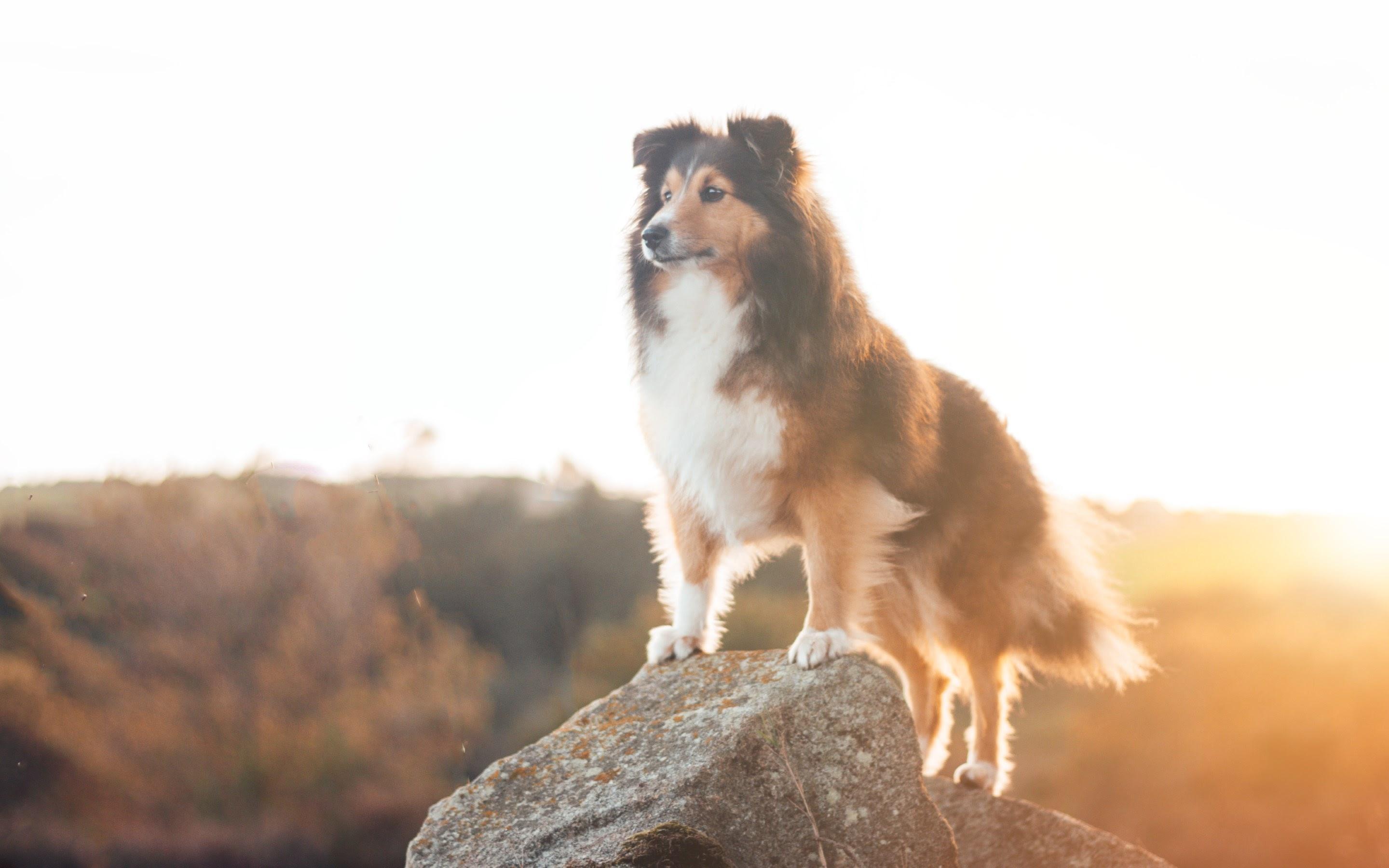 2880x1800 Rough Collie Dogs Wallpaper