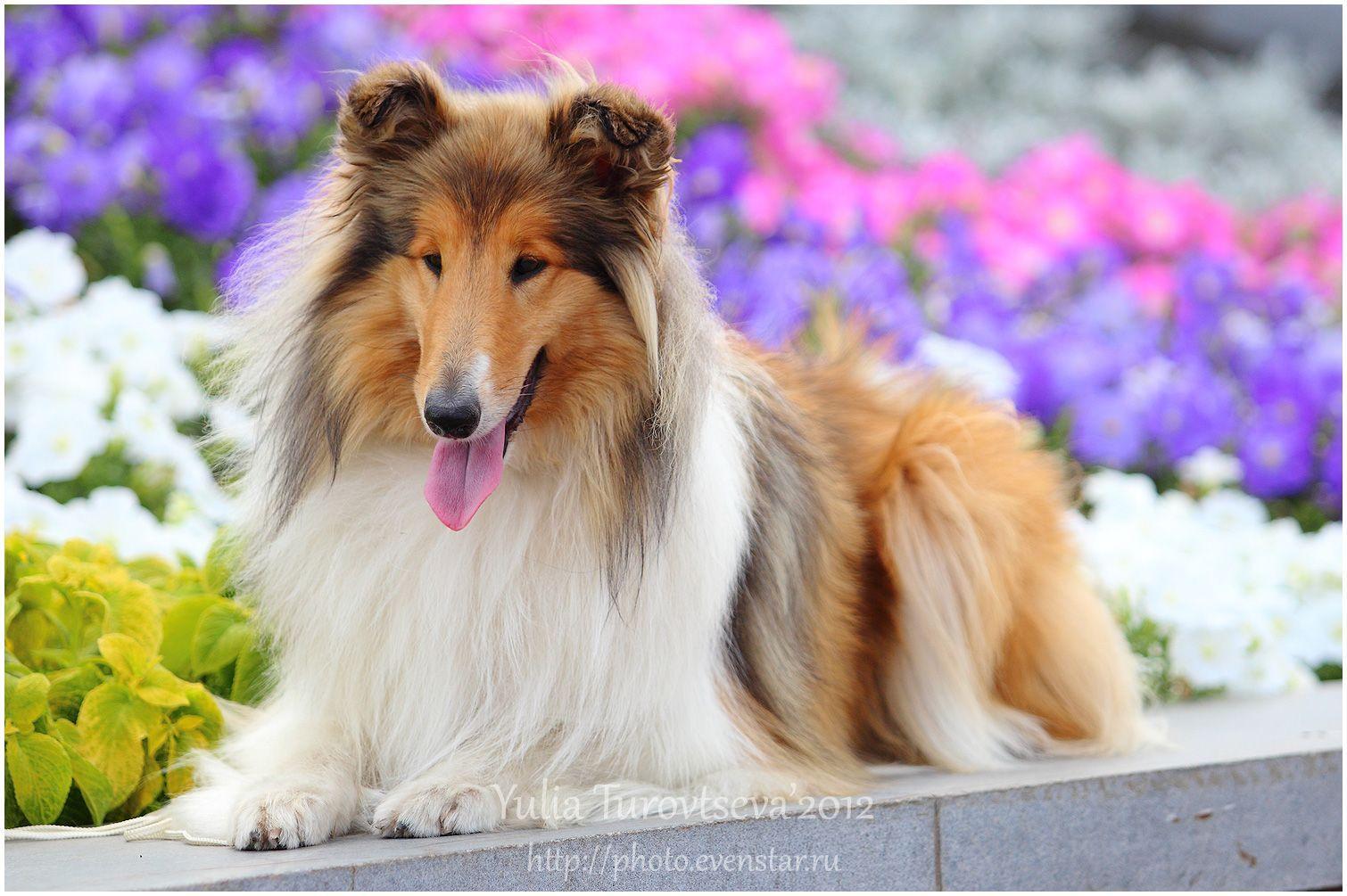 1510x1005 Collie Rough dog in flowers photo. Rough collie, Collie dog, Collie puppies