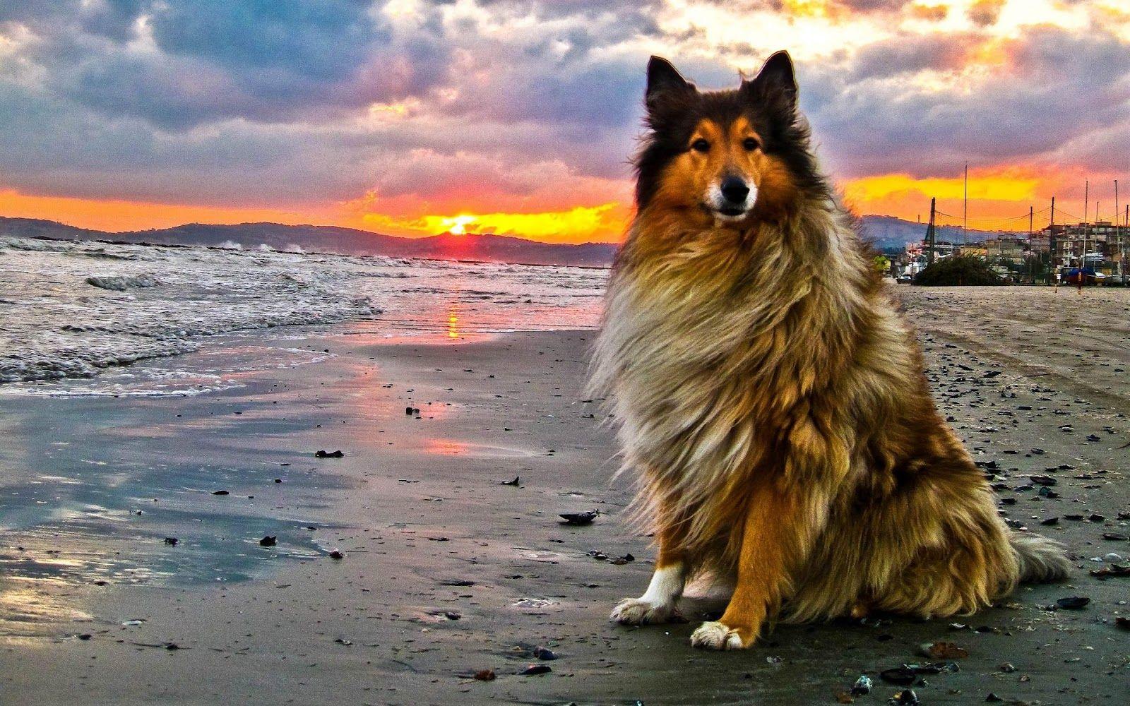 1600x1000 Rough Collie Wallpaper. Animal Literature. Dog beach, Rough collie, Dogs