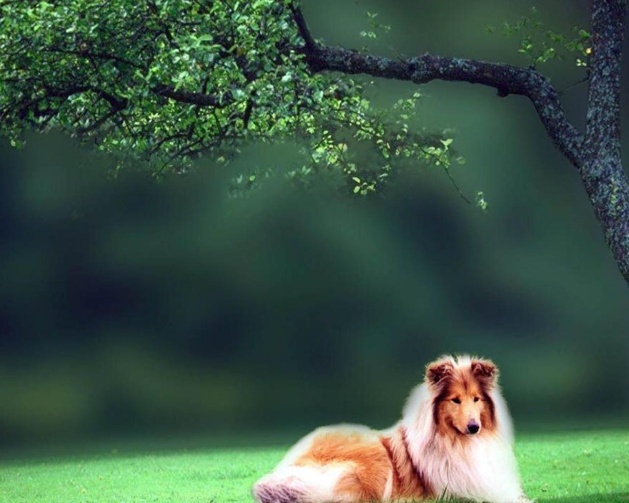 1280x1024 Rough Collie Wallpaper for Android