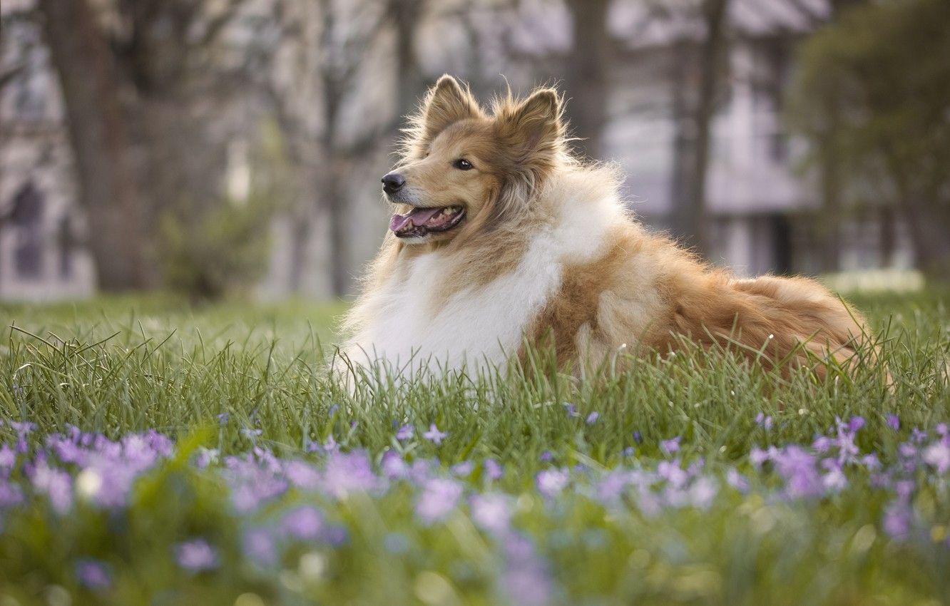 1332x850 Wallpaper grass, dog, bokeh, Rough collie image for desktop, section собаки