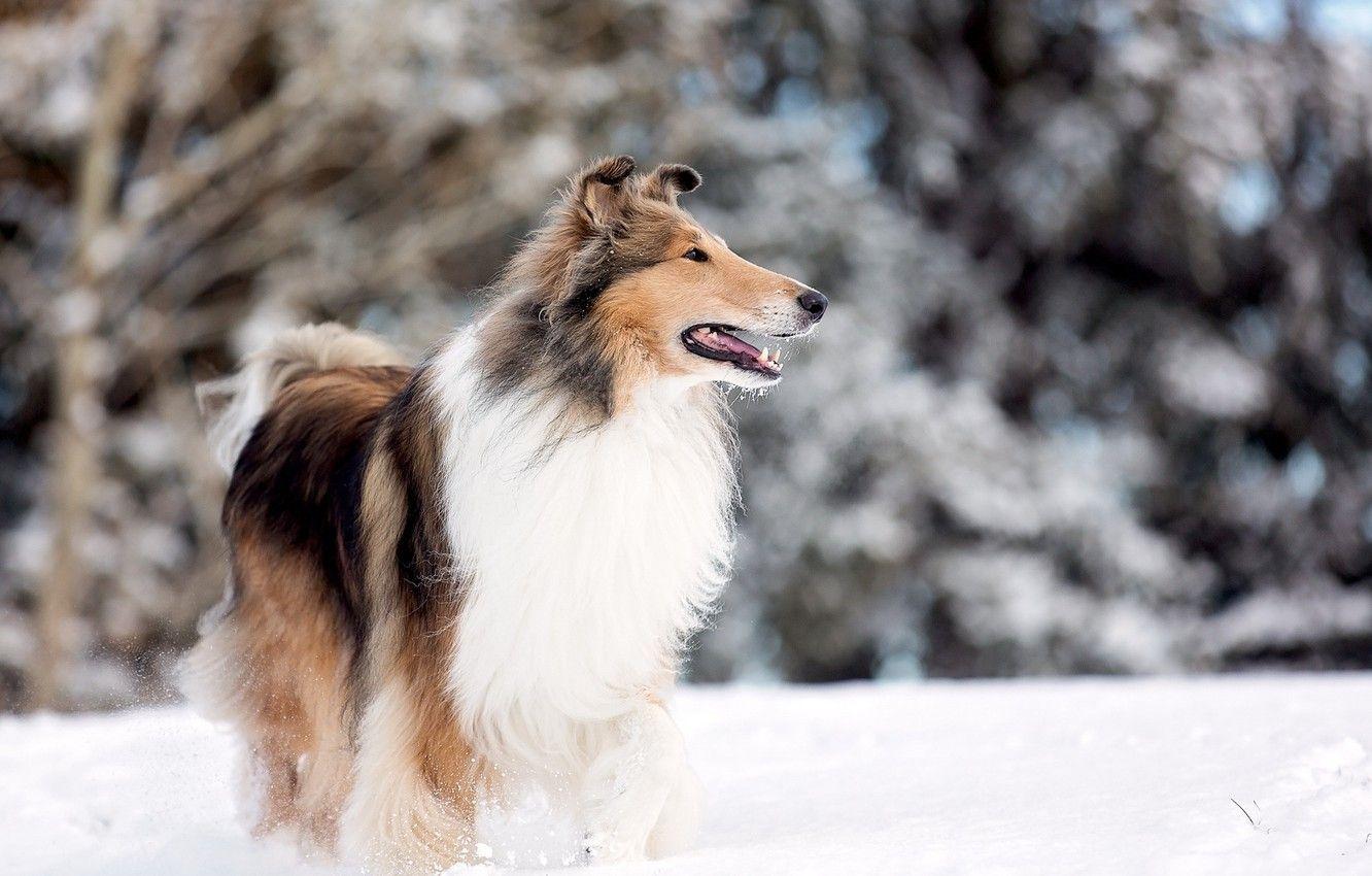 1332x850 Wallpaper dog, snow, park lake, rough collie image for desktop, section собаки