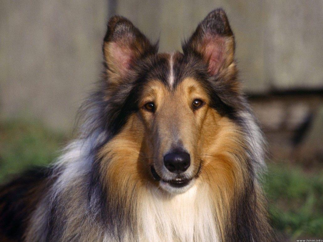 1030x772 Rough Collie wallpaper, Animal, HQ Rough Collie pictureK Wallpaper 2019