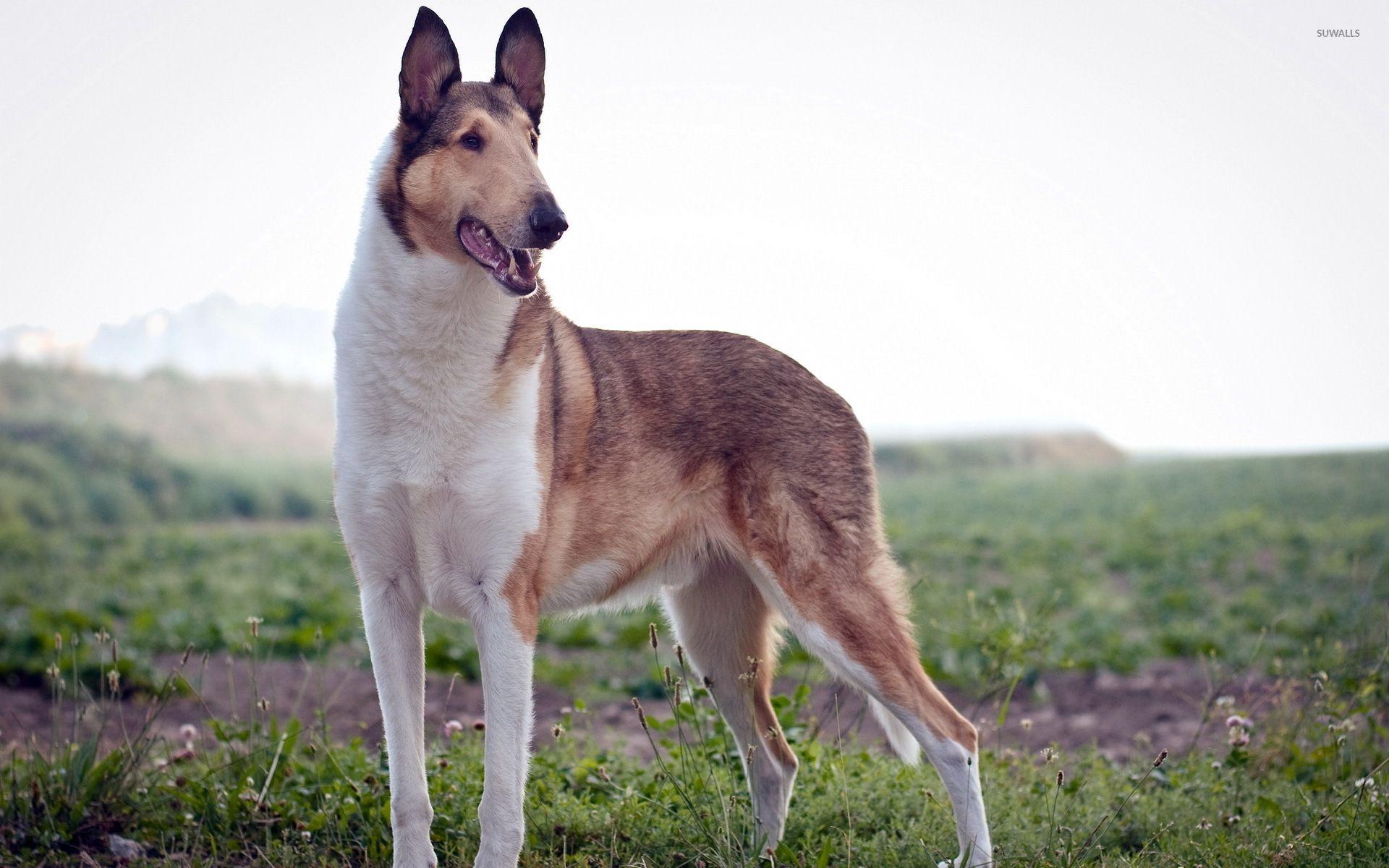1920x1200 Rough Collie on the field wallpaper wallpaper