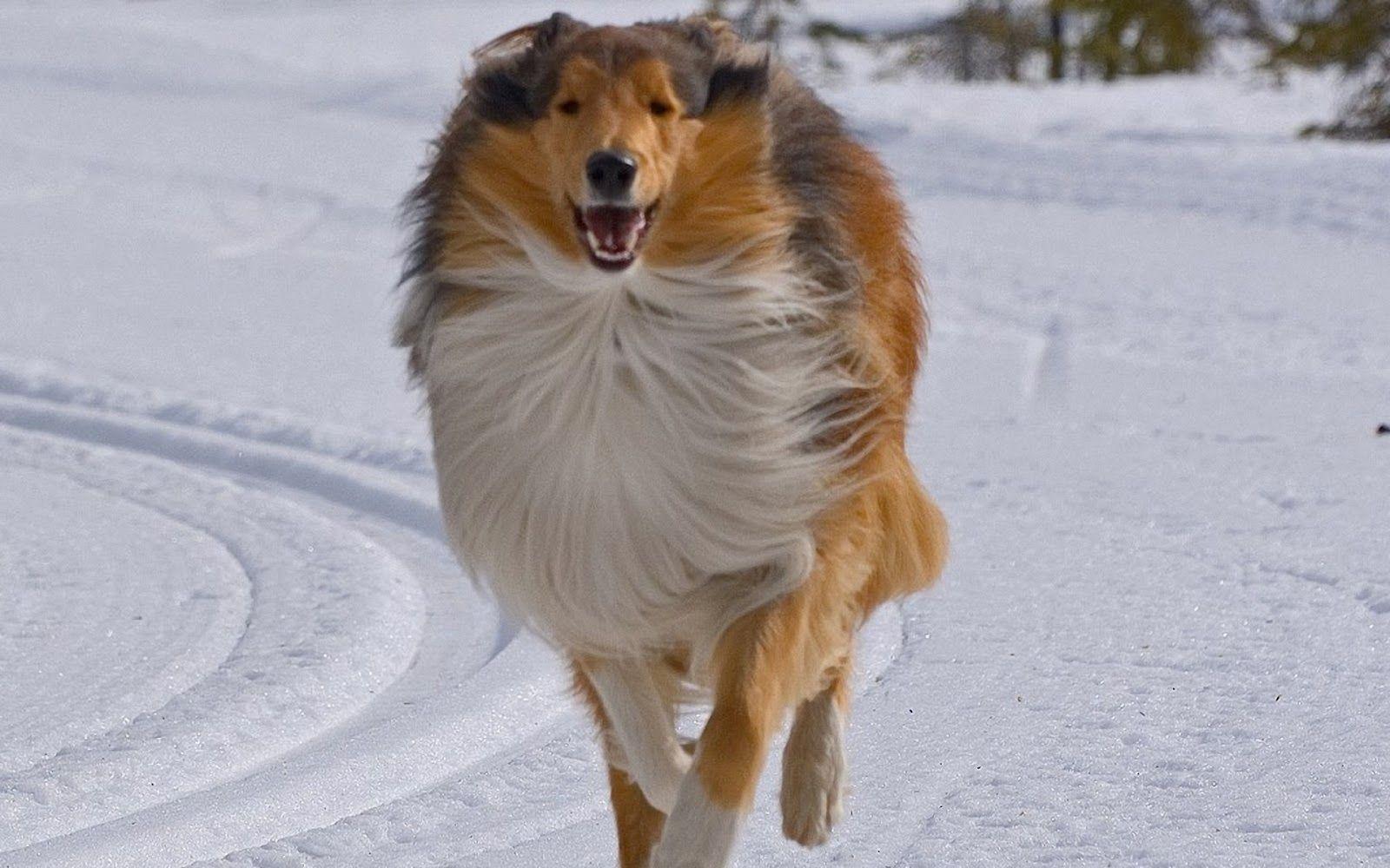 1600x1000 Rough Collie Wallpaper