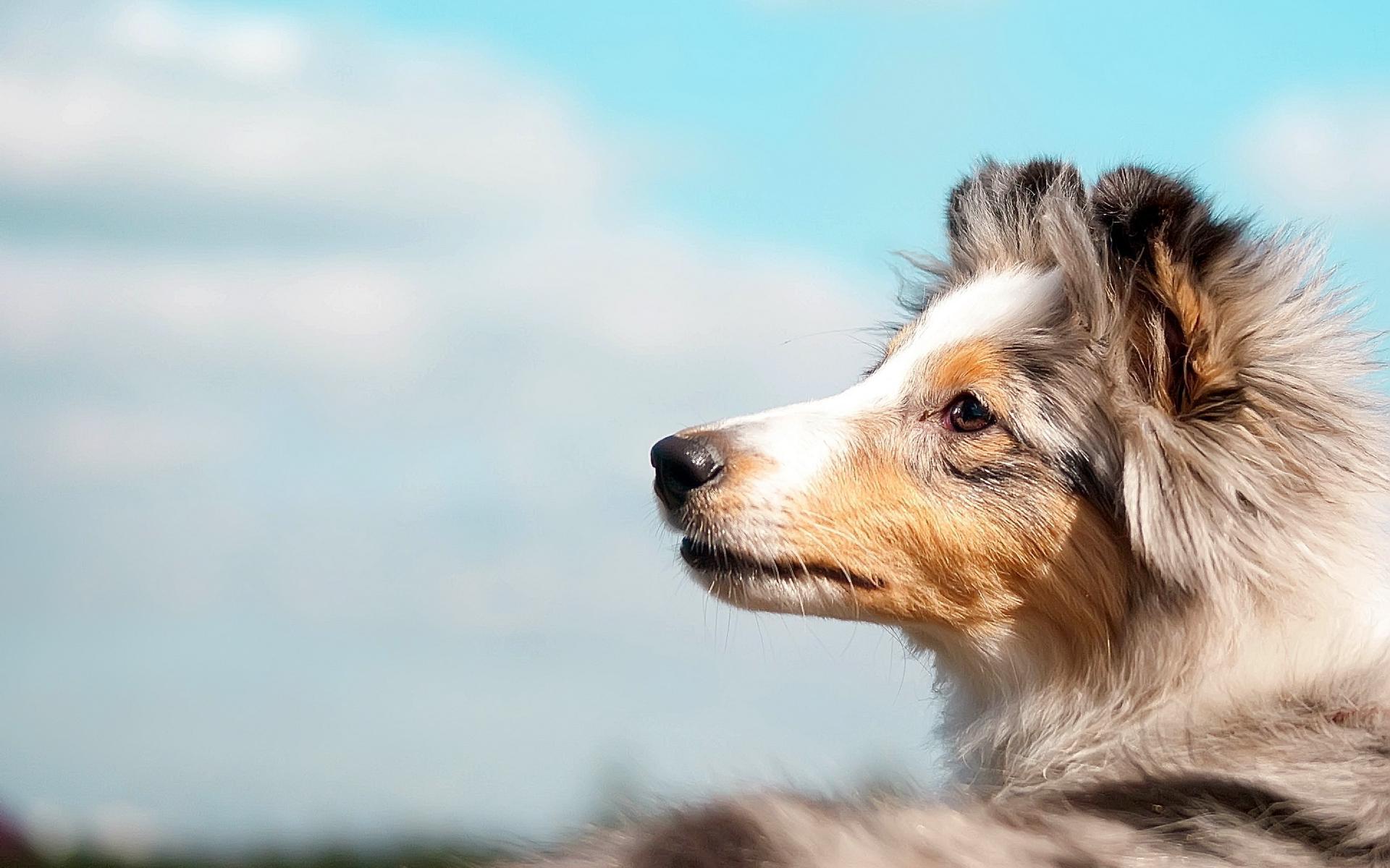 1920x1200 Collie Wallpaper