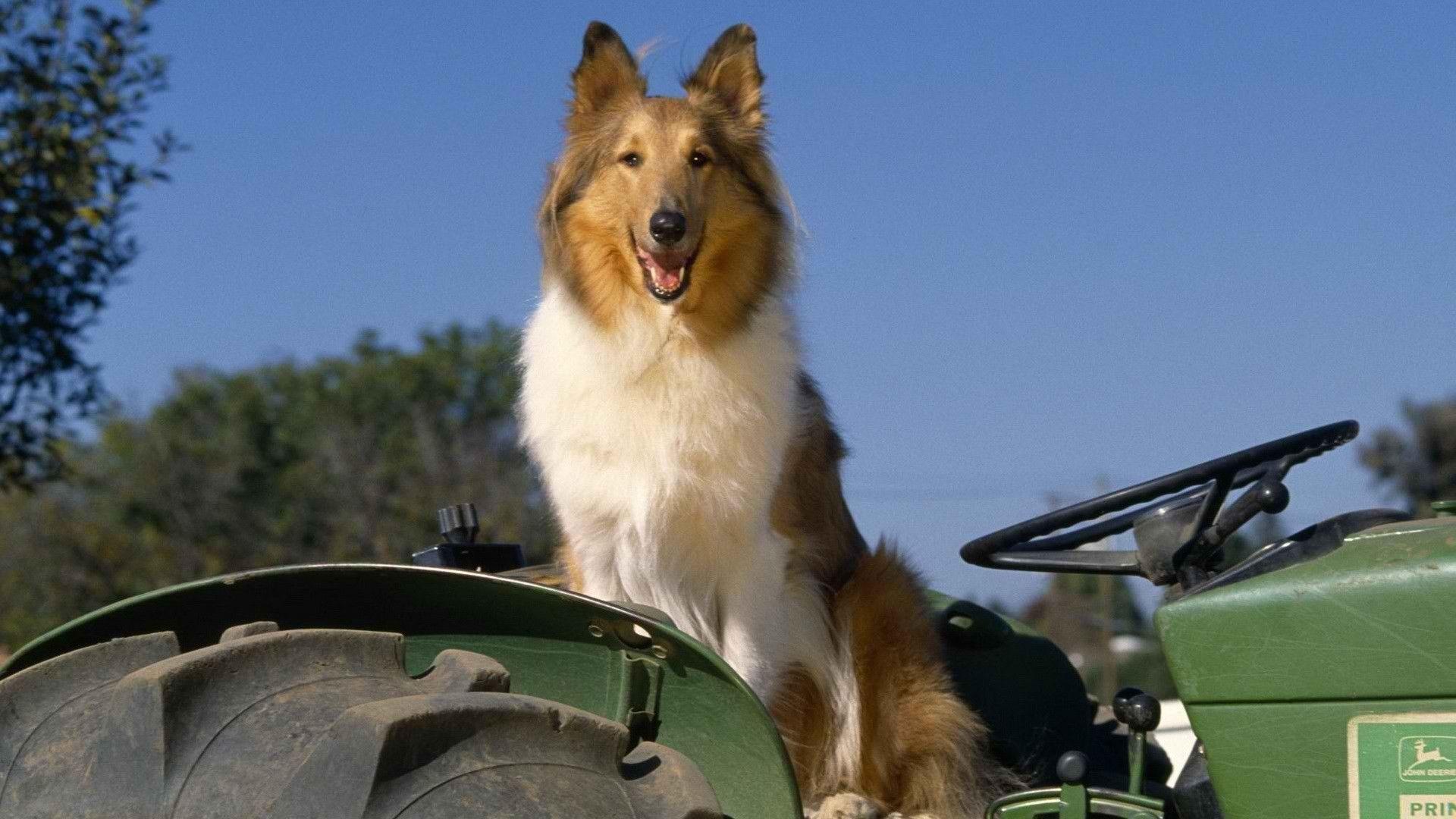 1920x1080 Rough Collie Eye Colors