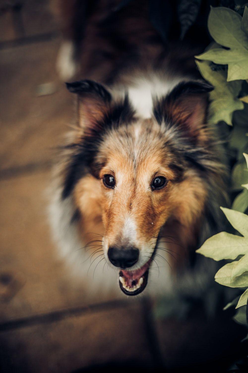 1000x1500 Rough Collie Picture. Download Free Image