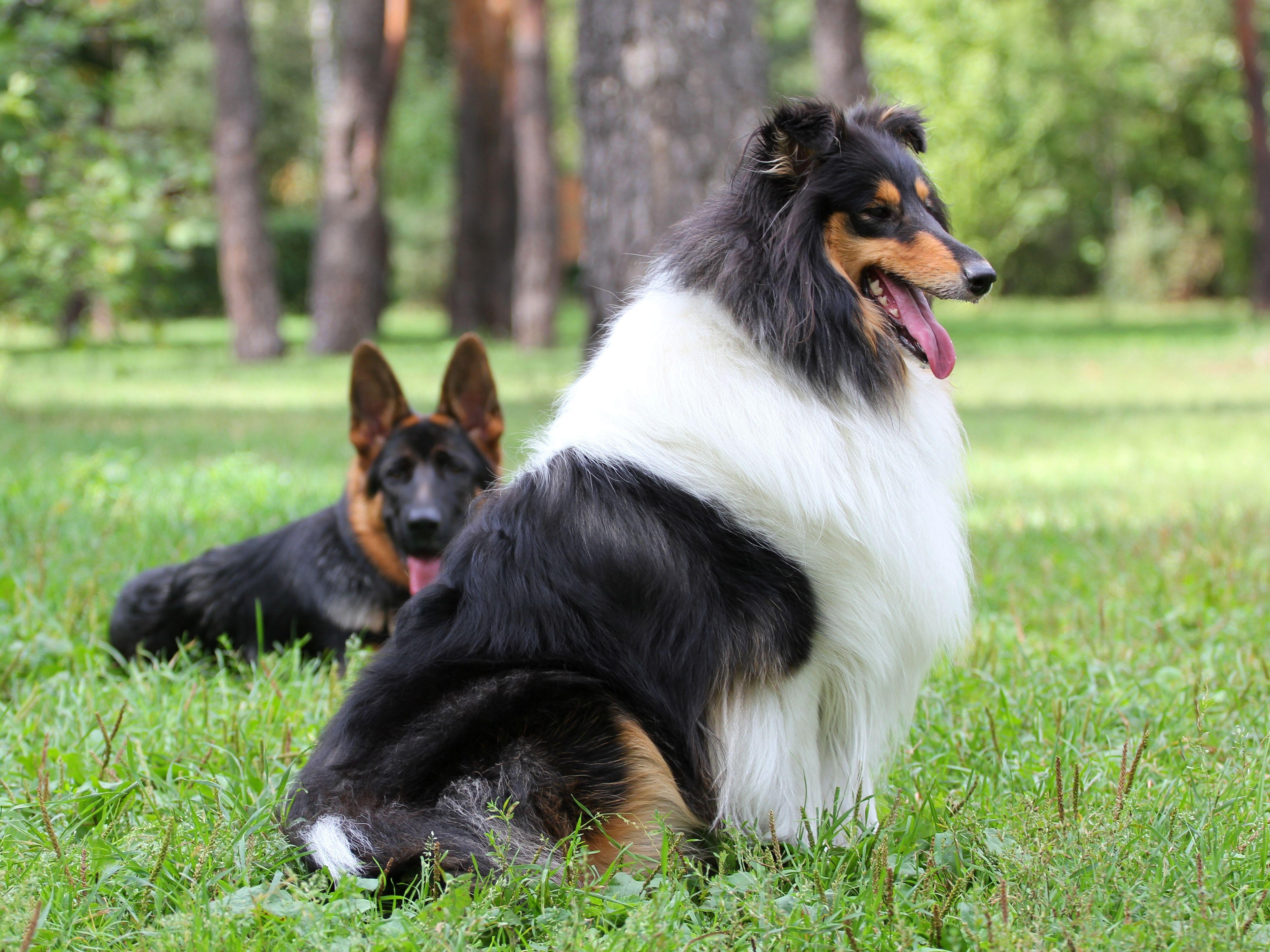 4372x3279 Rough Collie Wallpaper:4372x3279