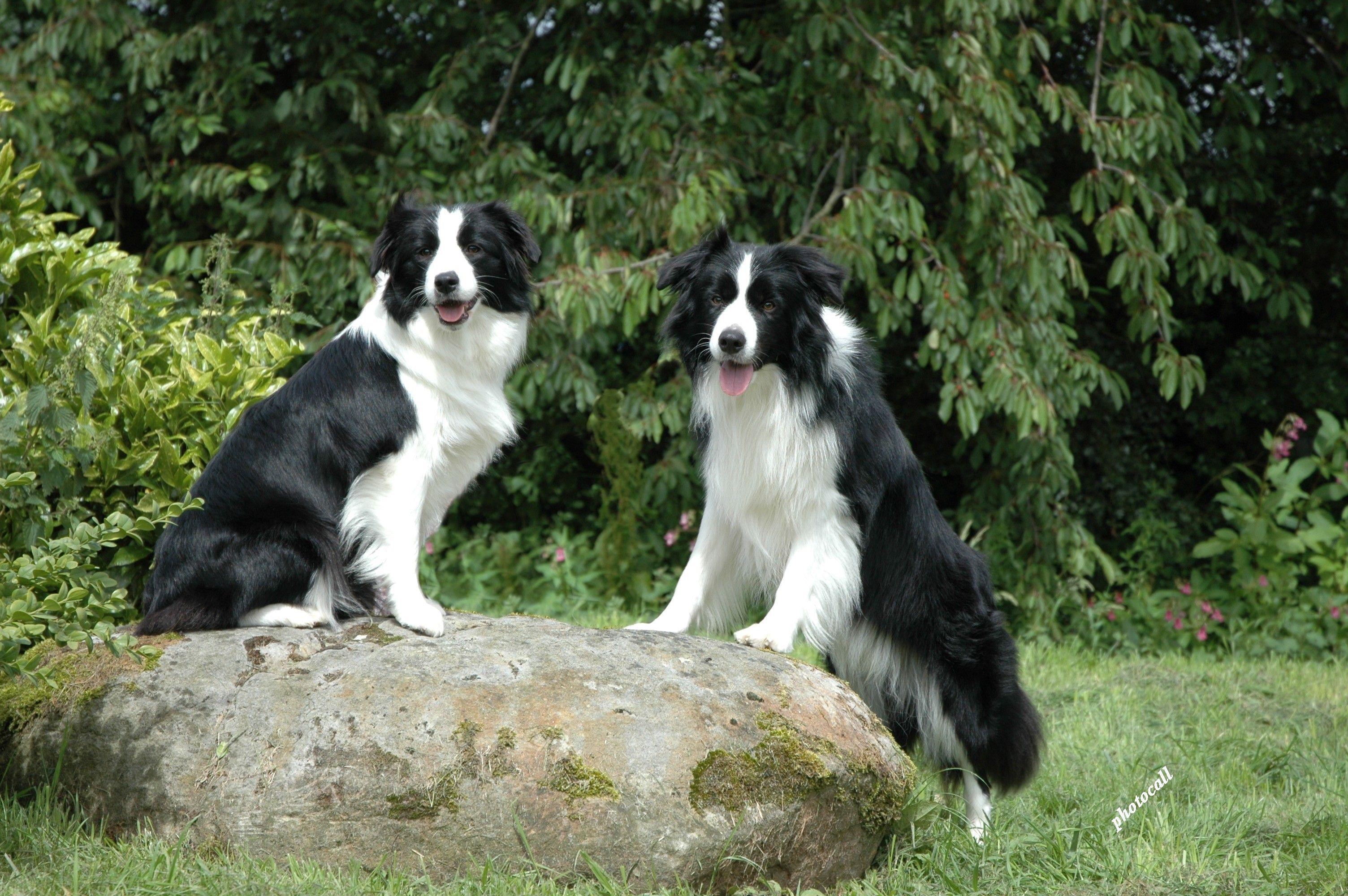 3008x2000 Free download Battle of the Breeds Border Collie or Rough Collie 480x546 59kB [3008x2000] for your Desktop, Mobile & Tablet. Explore Border Collie Wallpaper. Border Collie Wallpaper, Kitchen Border