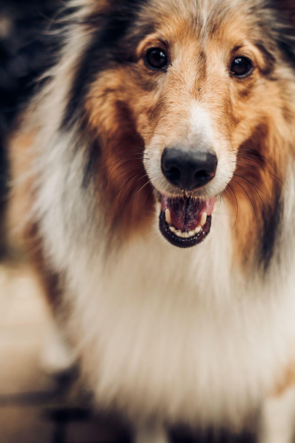 1000x1500 Rough Collie Picture. Download Free Image