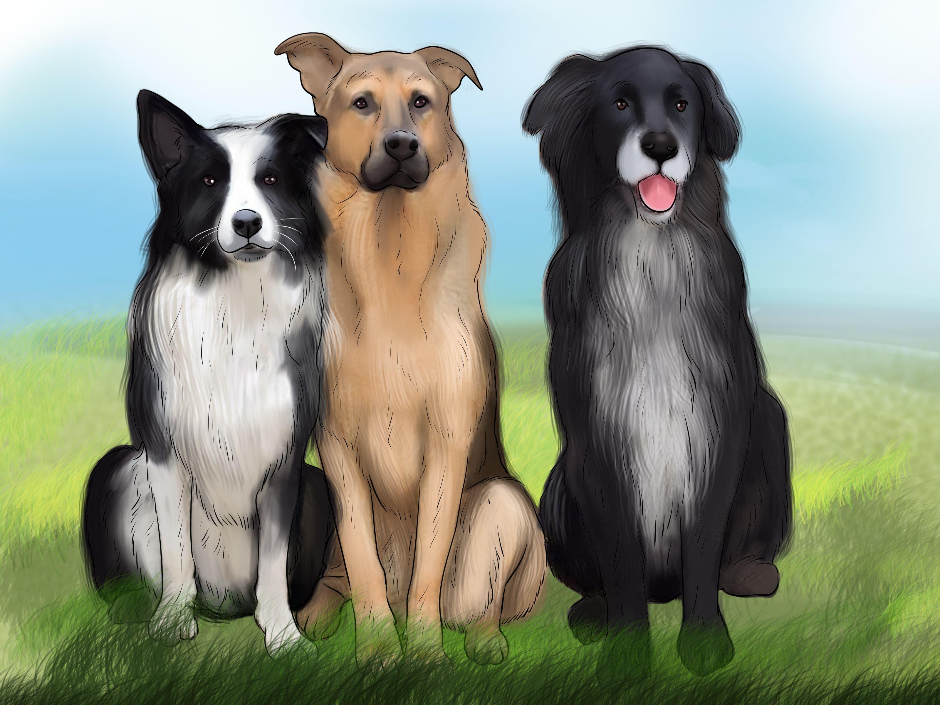 3200x2400 Ways to Identify a Collie