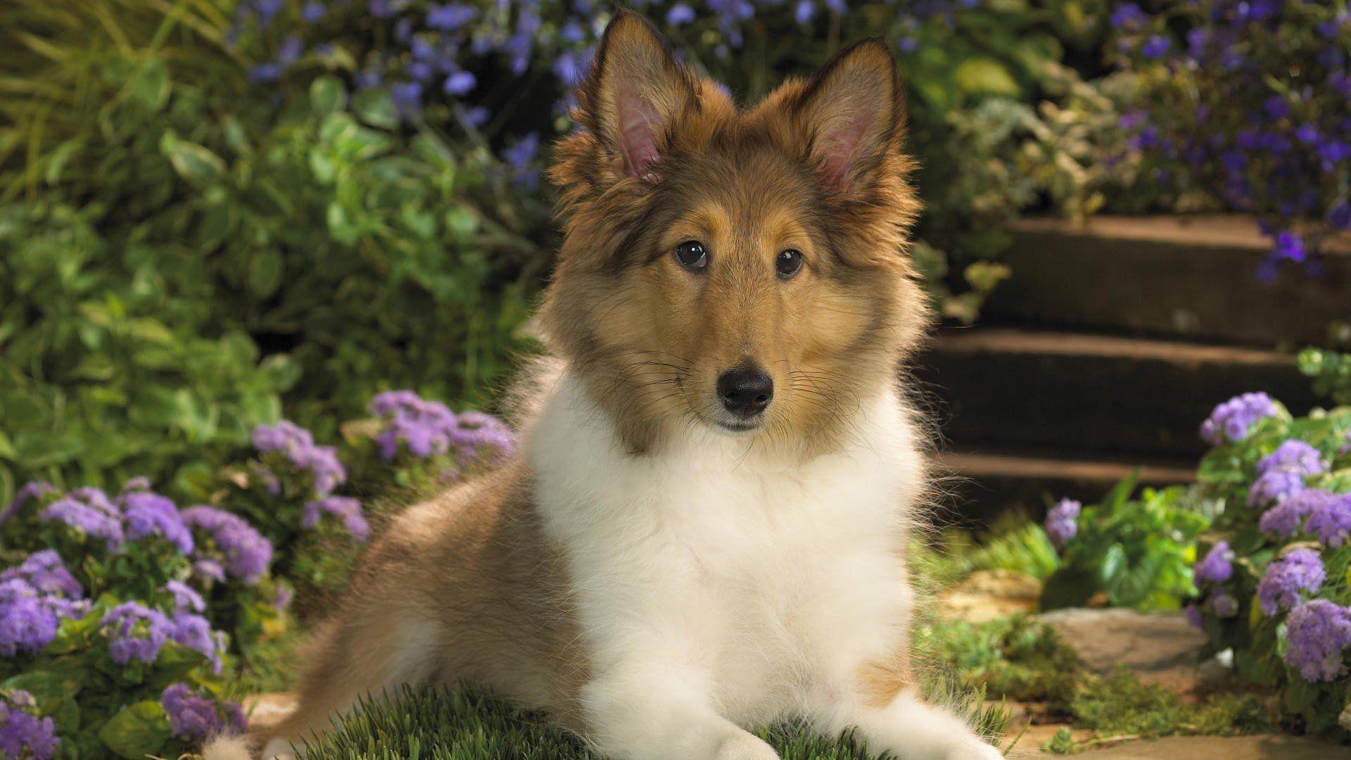 1920x1080 Dogs collie sheltie wallpaperx1080