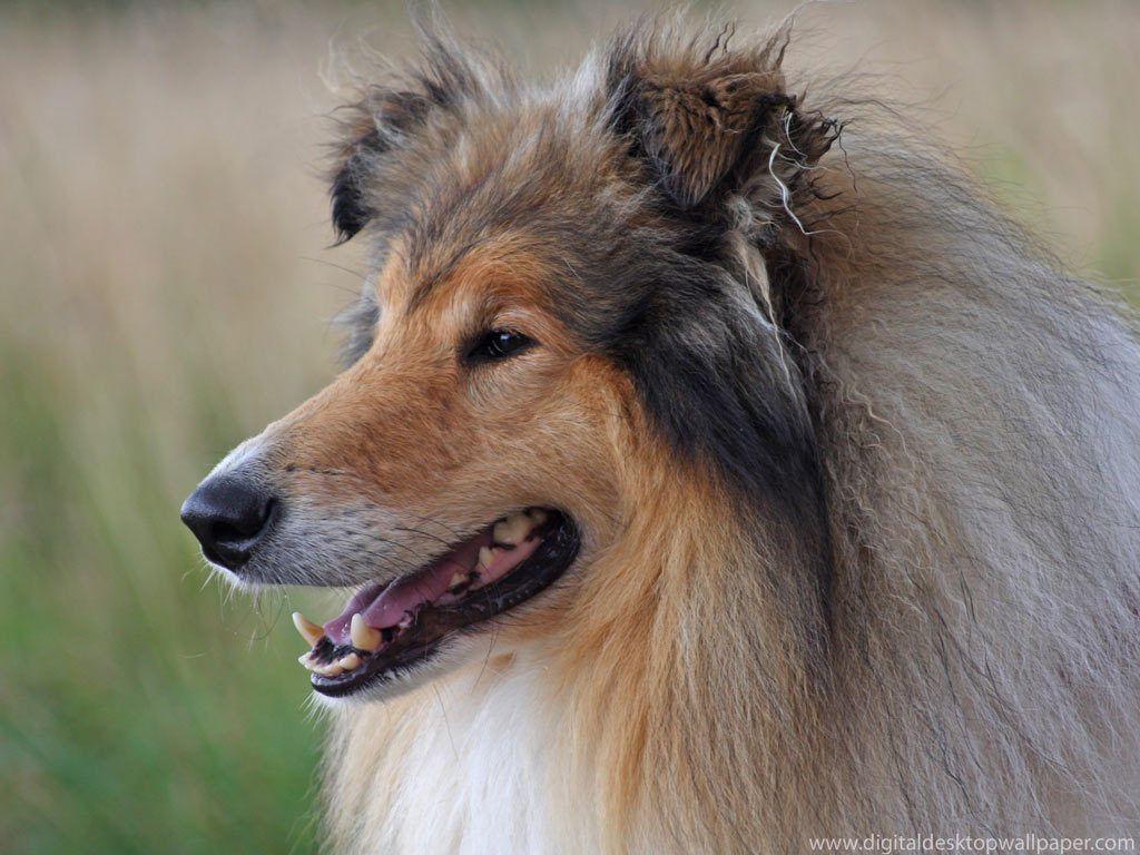 1024x768 Rough Collie Wallpaper