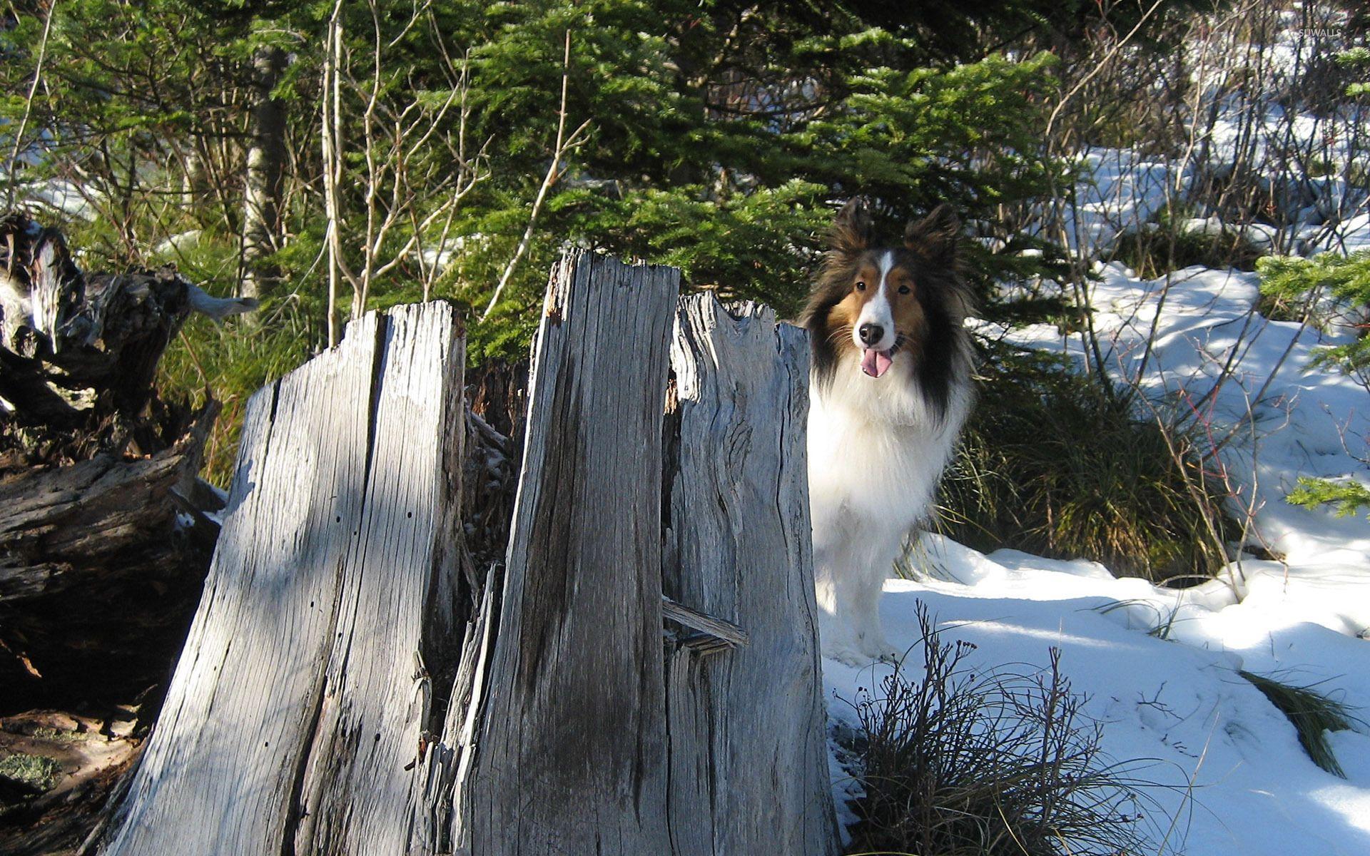 1920x1200 Rough Collie wallpaper wallpaper