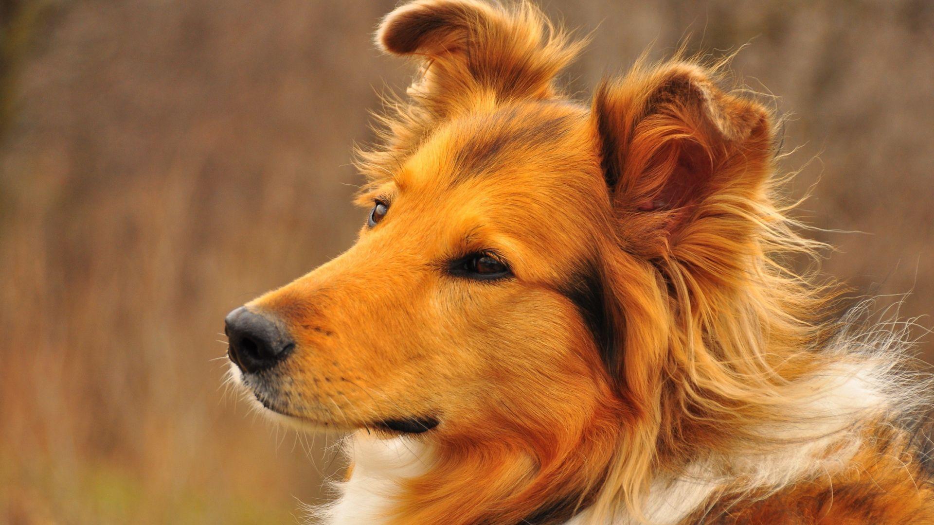 1920x1080 Nice collie dog Desktop wallpaper 1920x1080