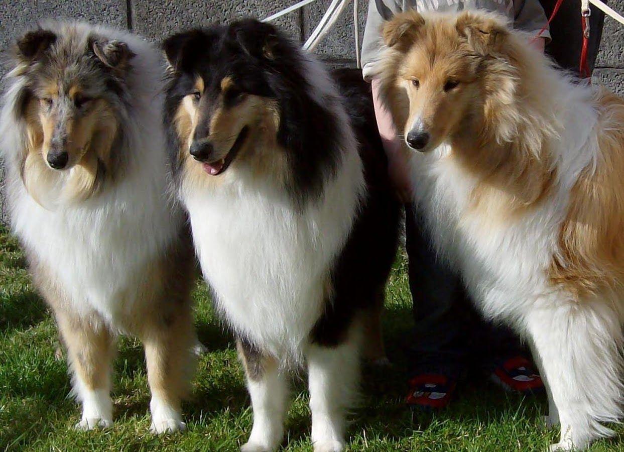 1243x900 Download Rough Collie Live Wallpaper 1.00 APK Personalization Apps