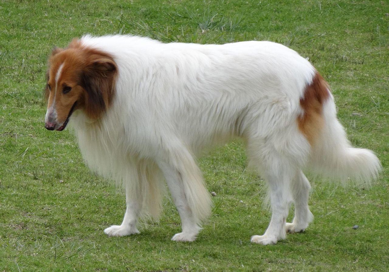 1280x897 Rough Collie