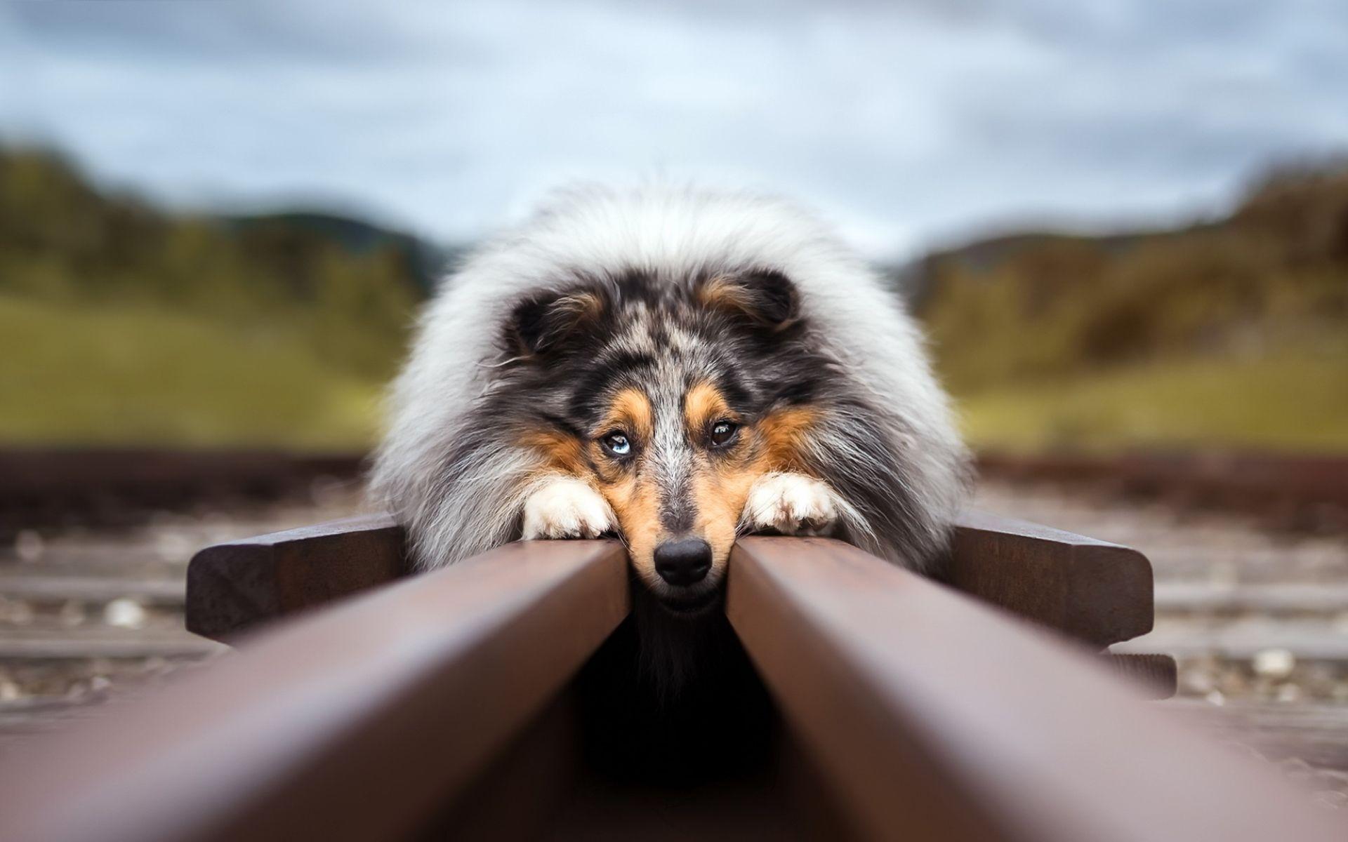 1920x1200 Download wallpaper Rough Collie, bokeh, railway, cute animals, dogs, pets, Rough Collie Dog for desktop with resolution 1920x1200. High Quality HD picture wallpaper