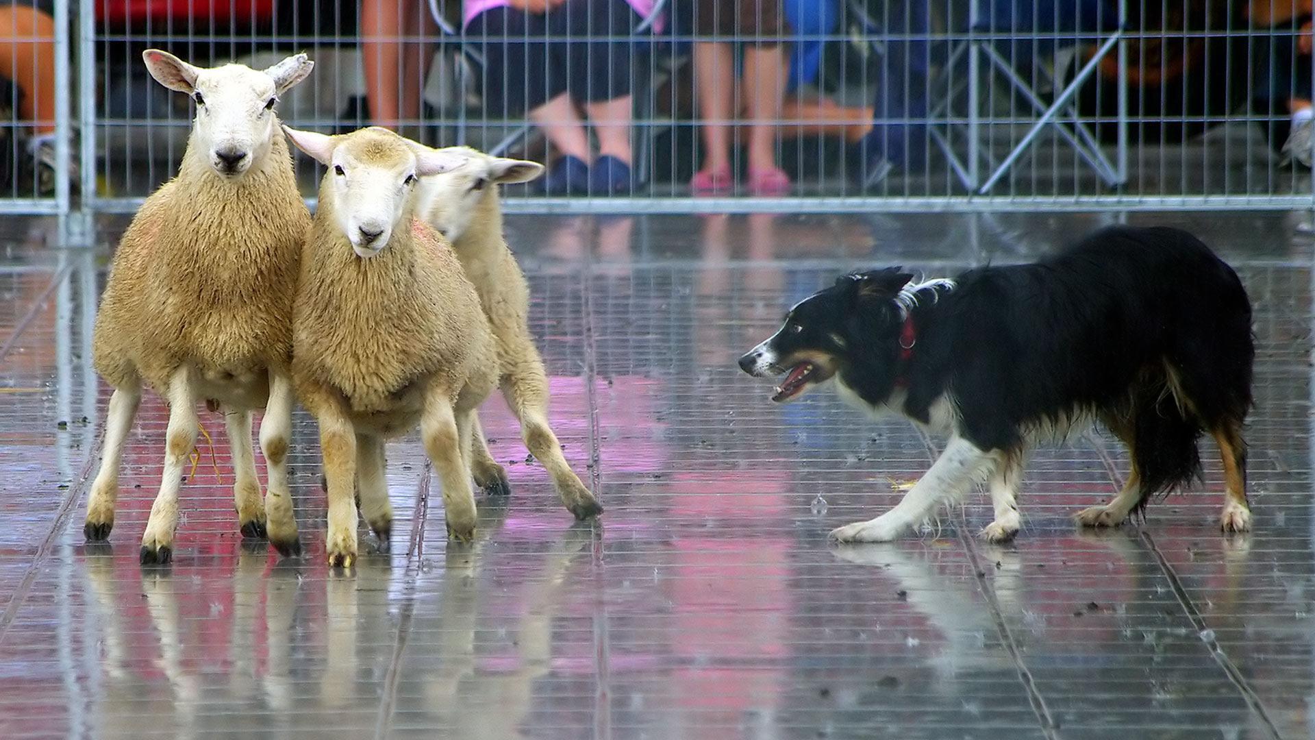 1920x1080 Border collie herding sheep HD desktop wallpaper : Widescreen : High Definition