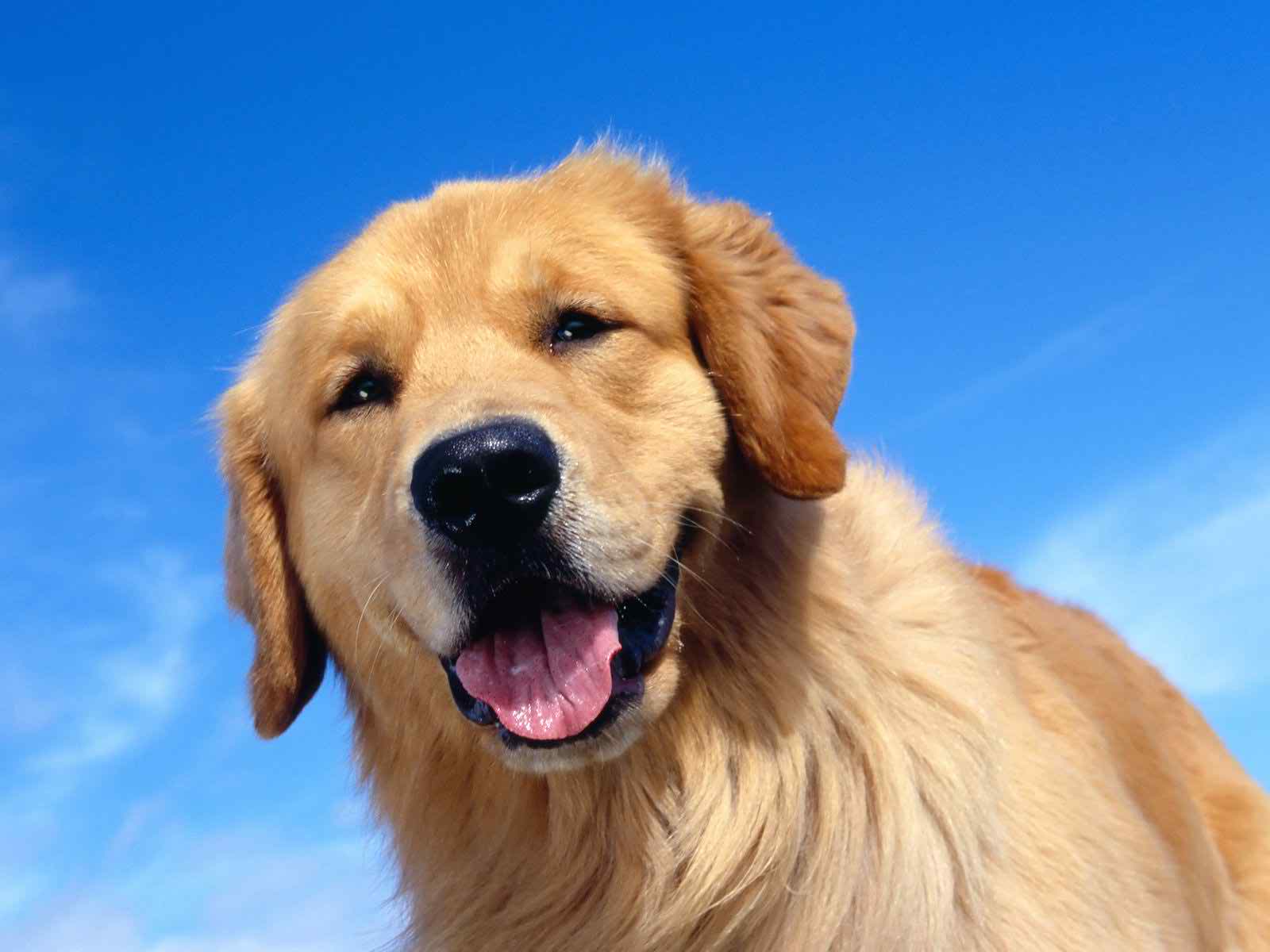 1600x1200 Golden Retriever Wallpaper, Cute Golden Retriever Wallpaper