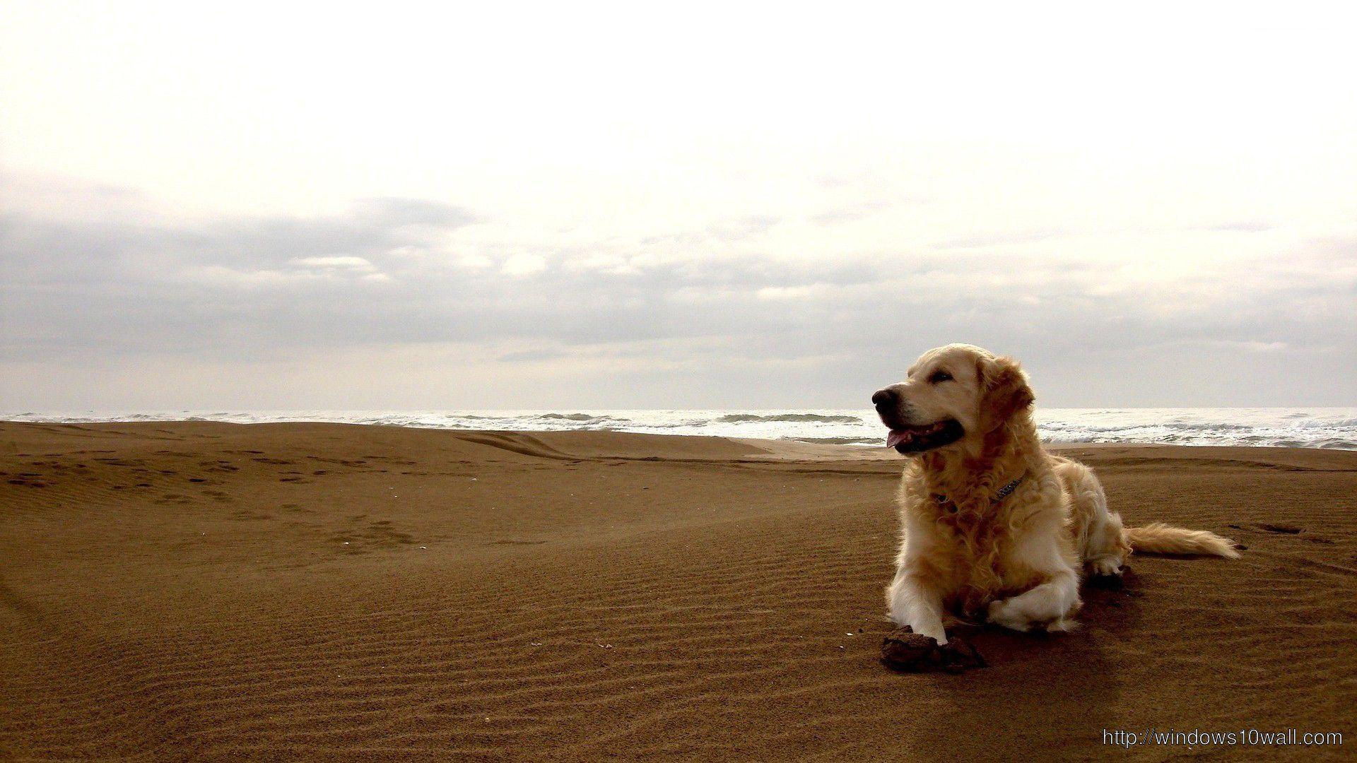 1920x1080 Golden Retriever Wallpaper